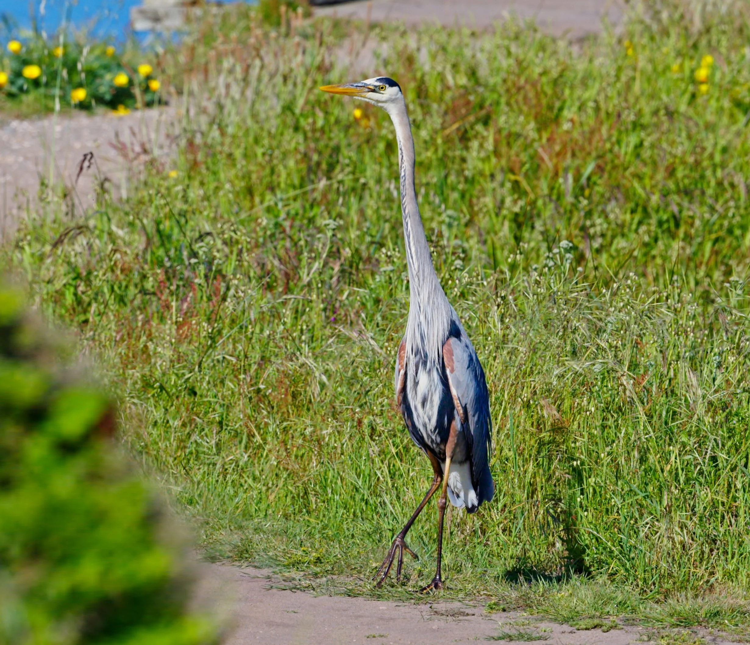 Great Blue Heron dining on Surf&amp;Turf, Pt Reyes 4/29/26