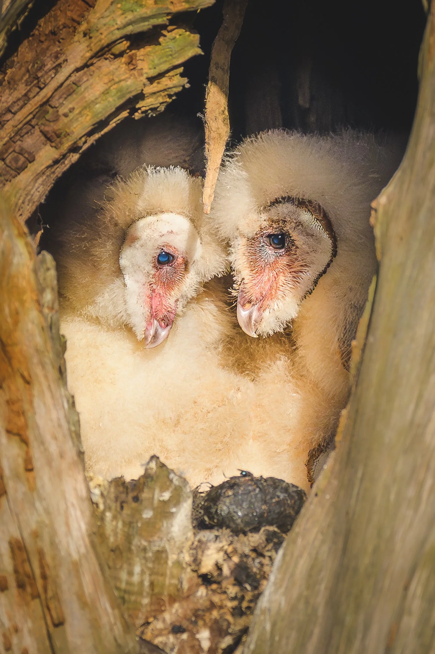 Barn Owl Babies, Pt Reyes 4/17/24