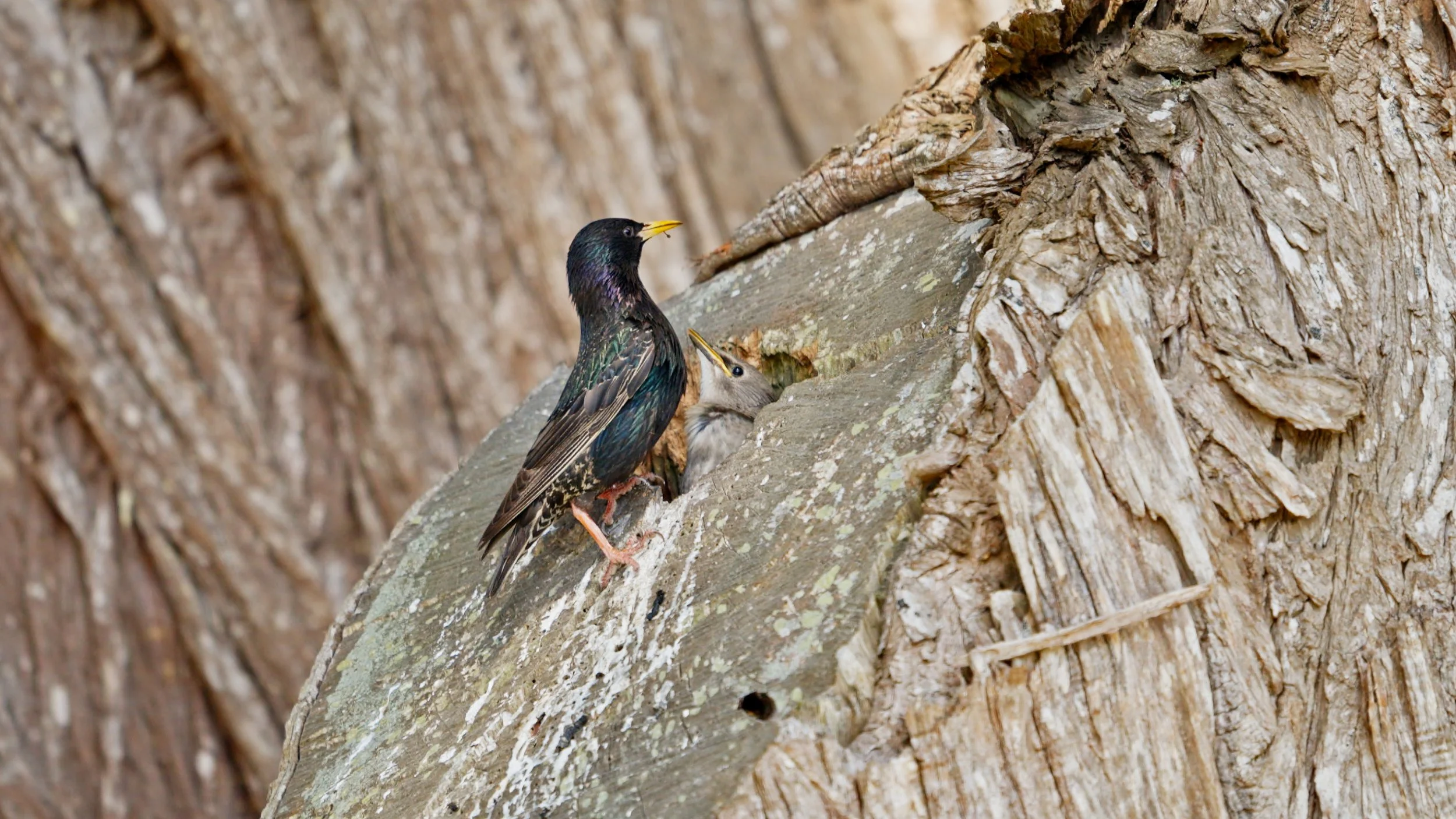 European Starling feeding chicks, Pt Reyes 4/29/26