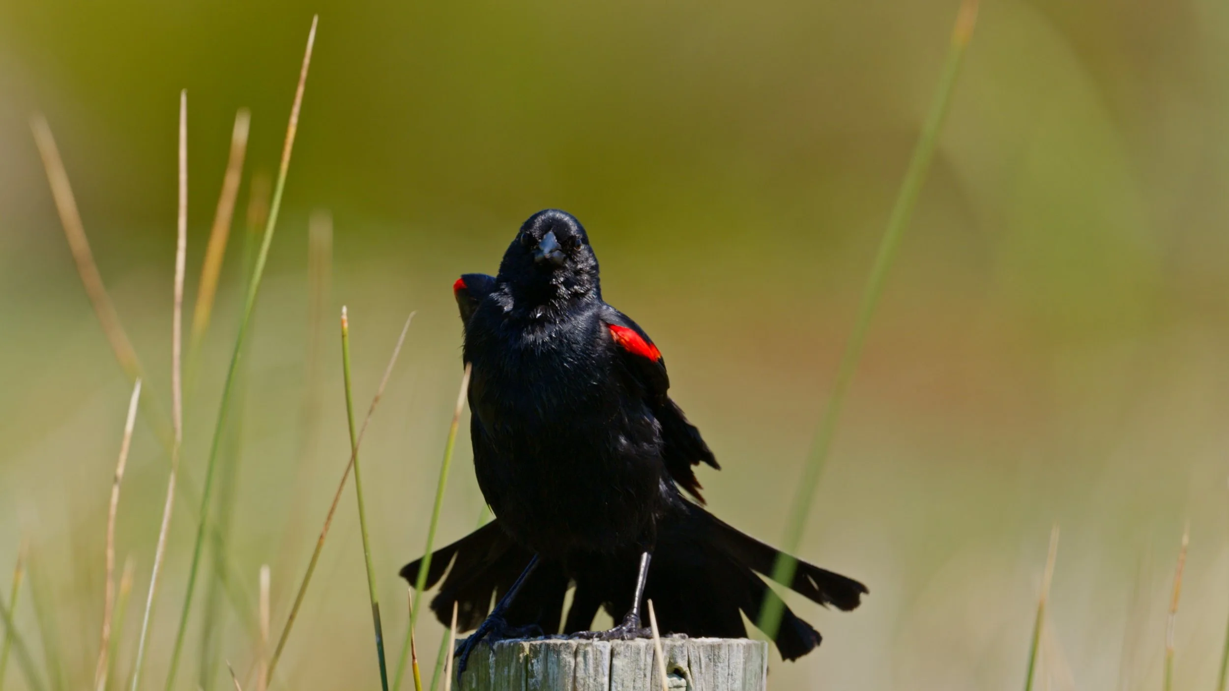 Red-winged Blackbird with attitude, Pt Reyes 4/29/26