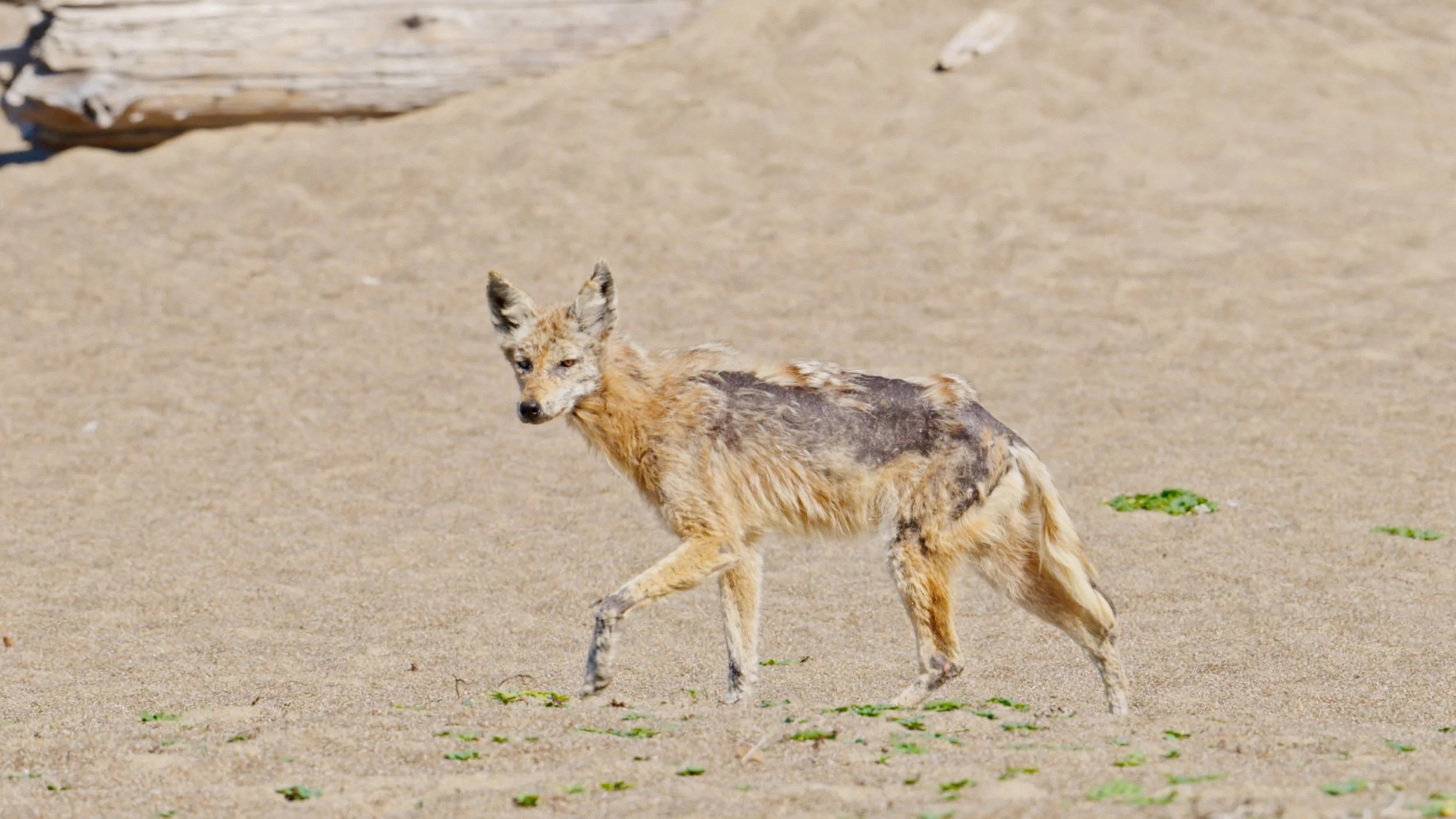 Take a Stroll with a Coyote on the Beach, Pt Reyes 4/29/26