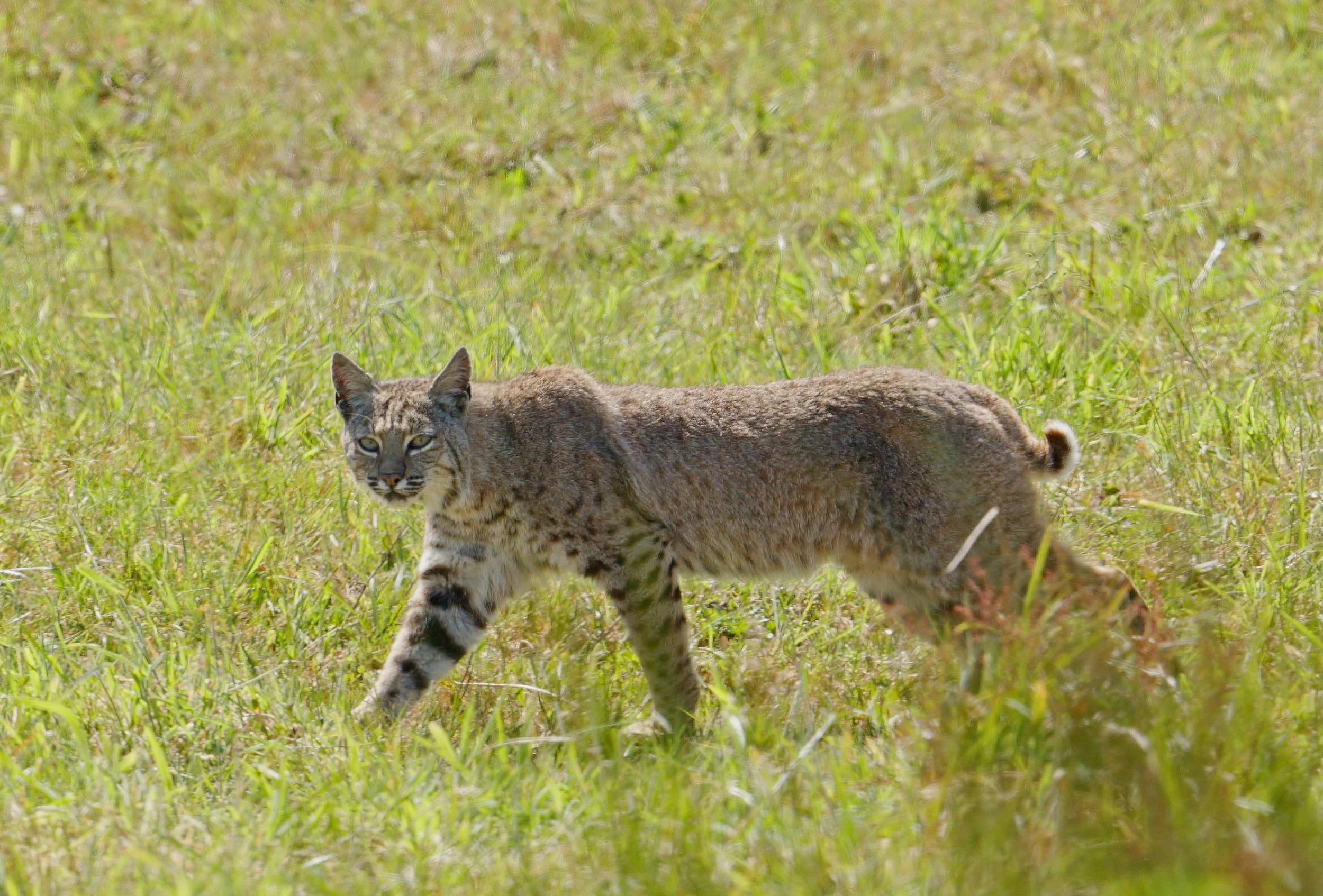 Bobcats really are just big kitties, Pt Reyes 4/28/26
