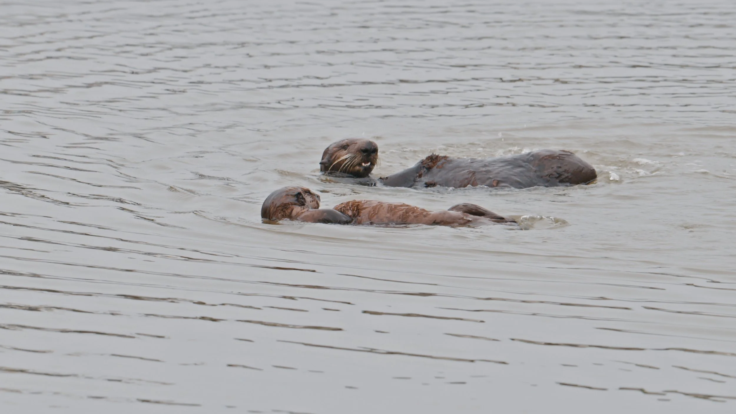 Mother and pup Sea Otters, Moss Landing 5/22/26