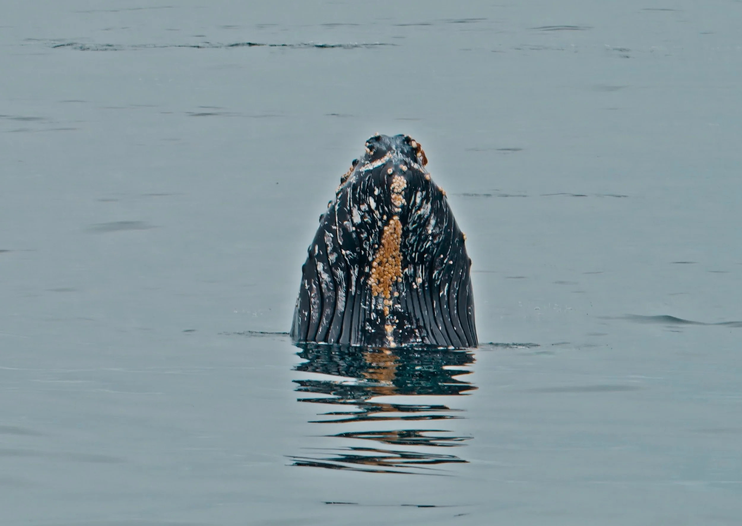 Humpback Whale Surfacing, Moss Landing 5/22/26 