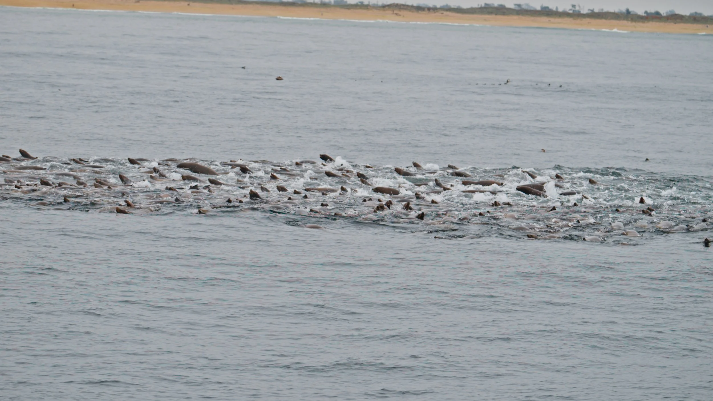 Sea Roiling with Sea Lion Raft, Moss Landing 5/22/26