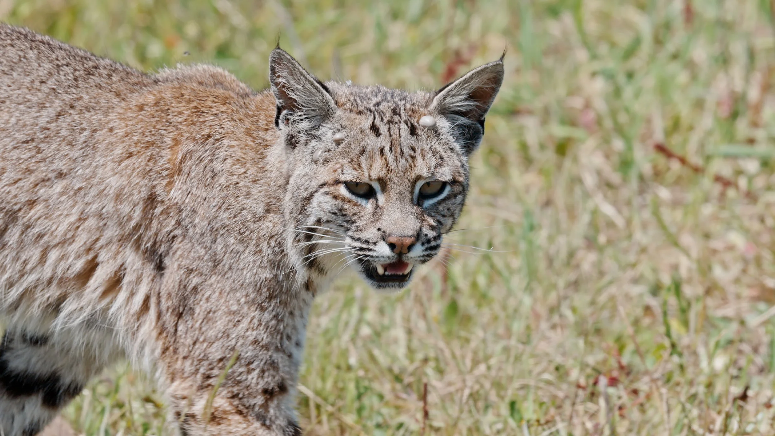 Bobcat Hunting, Point Reyes 4/29/26