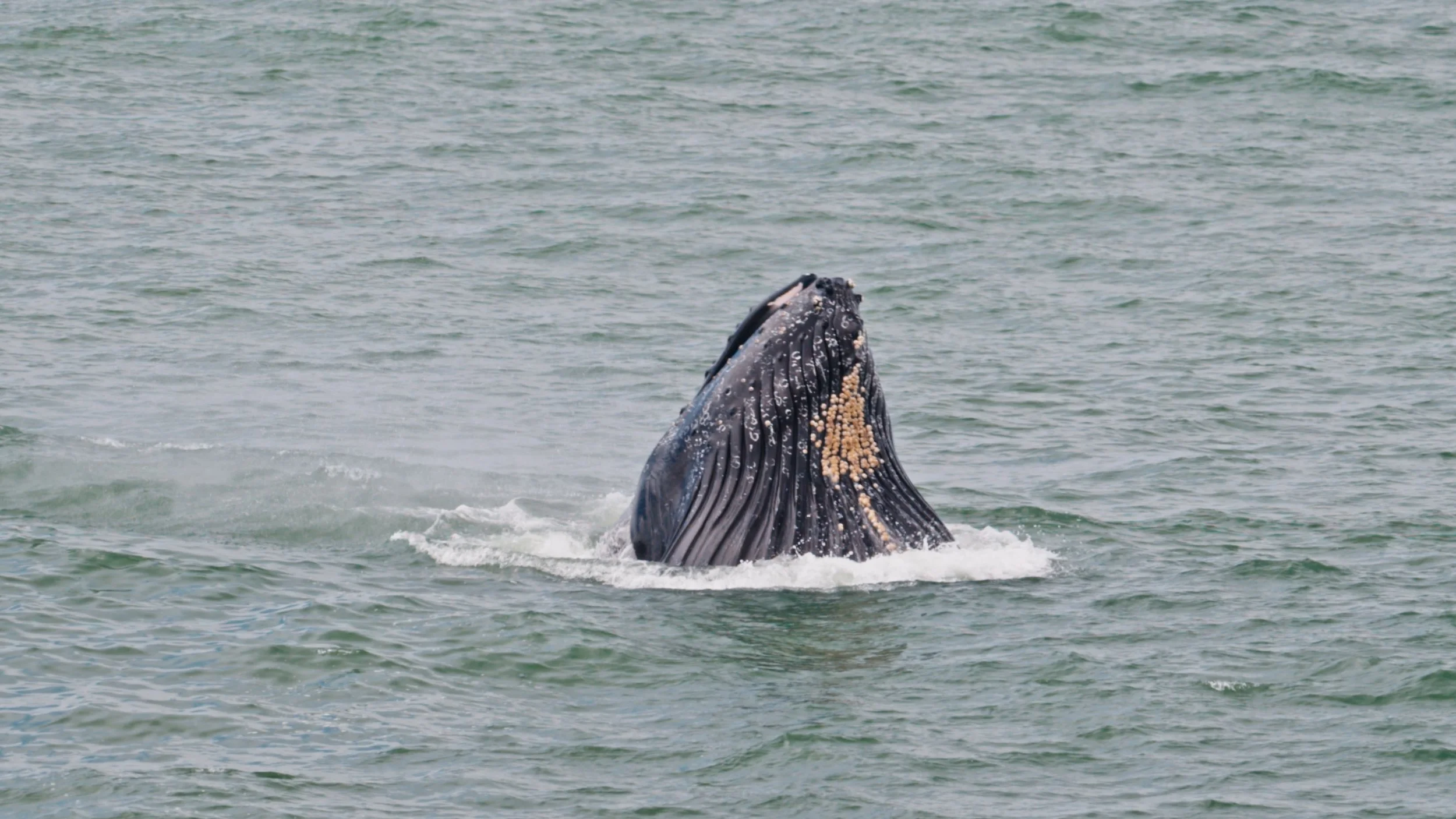 The Whales are Back in Town, Pacifica 5/29/26