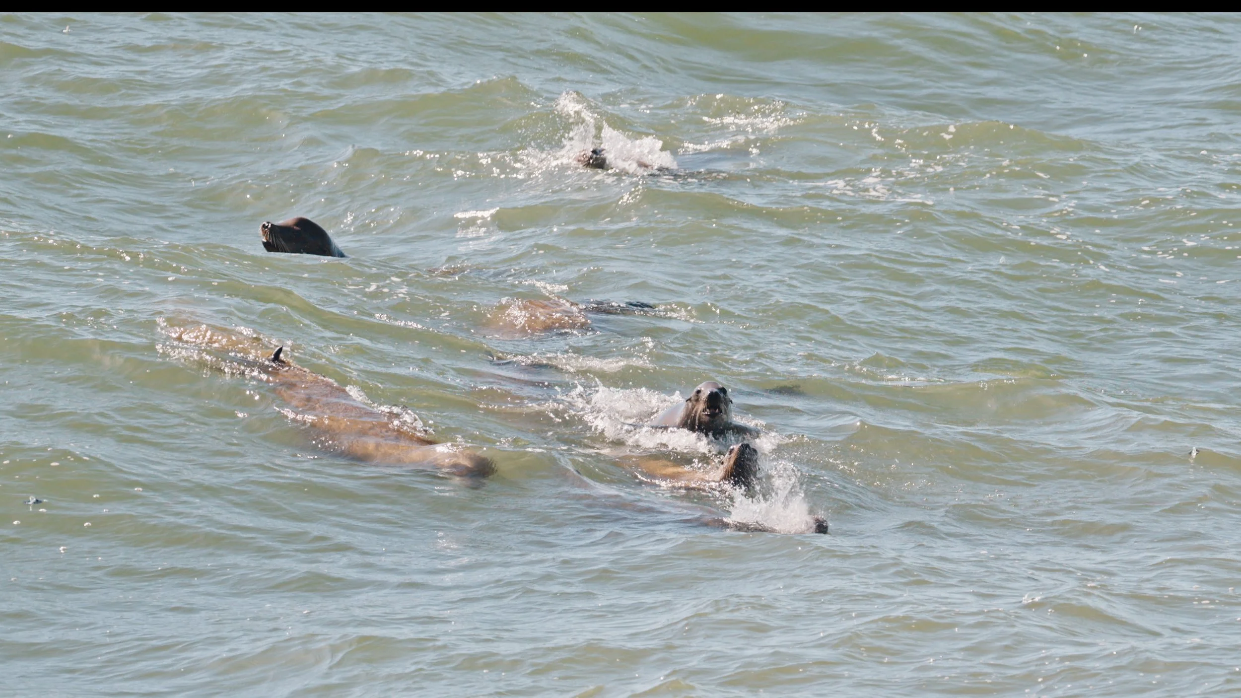 Mini raft of Sea Lions, Pacifica Pier 5/30/26