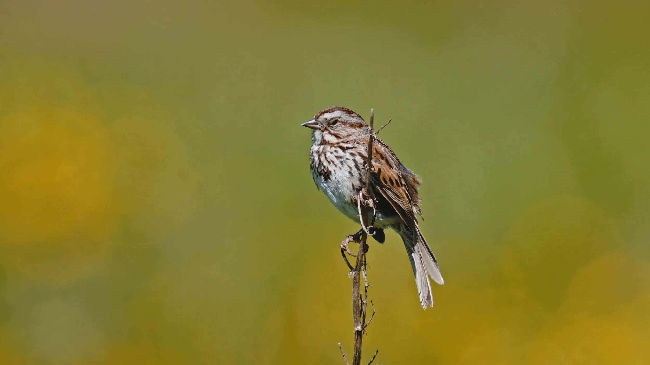 Song Birds at Pt Reyes, 4/30/26