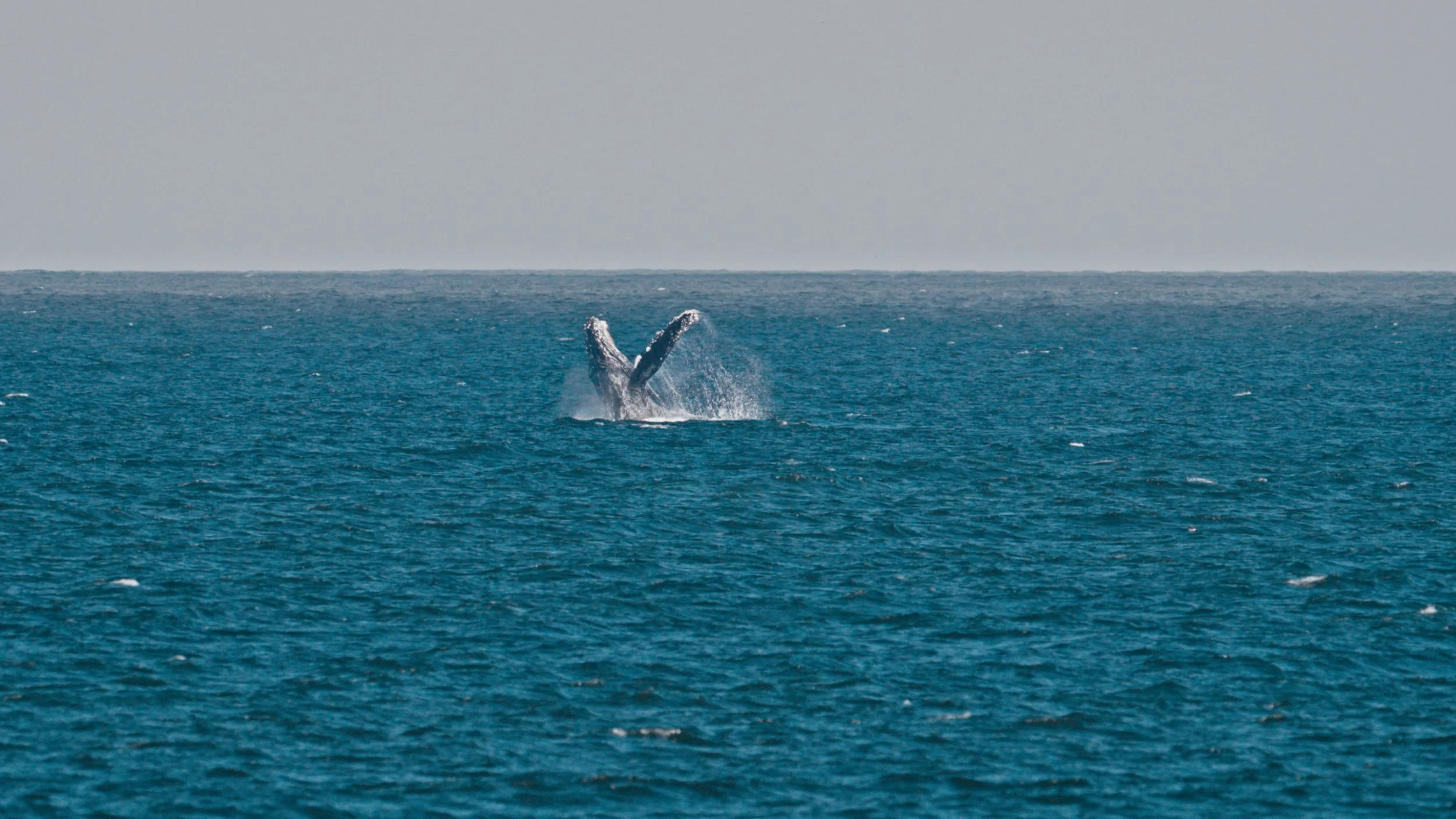 Humpback Whale by the Pacifica Pier 6/13/26