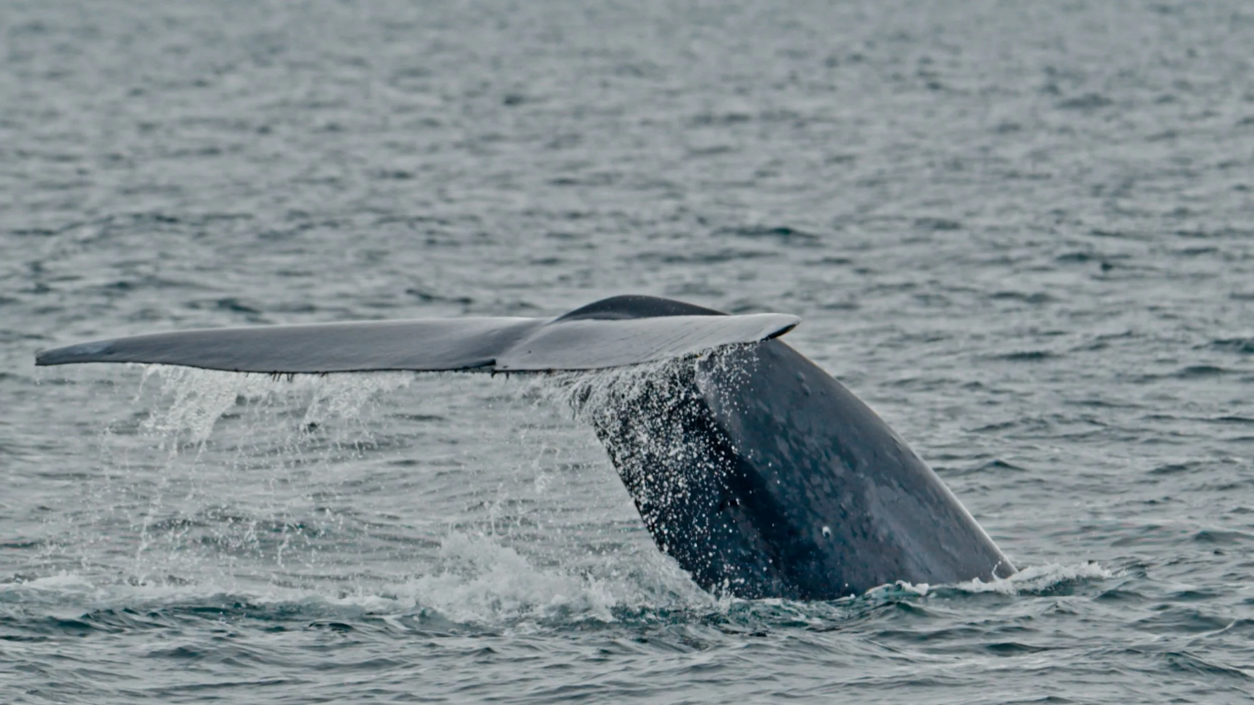 The Majestic Blue Whale, Monterey Bay 6/17/26