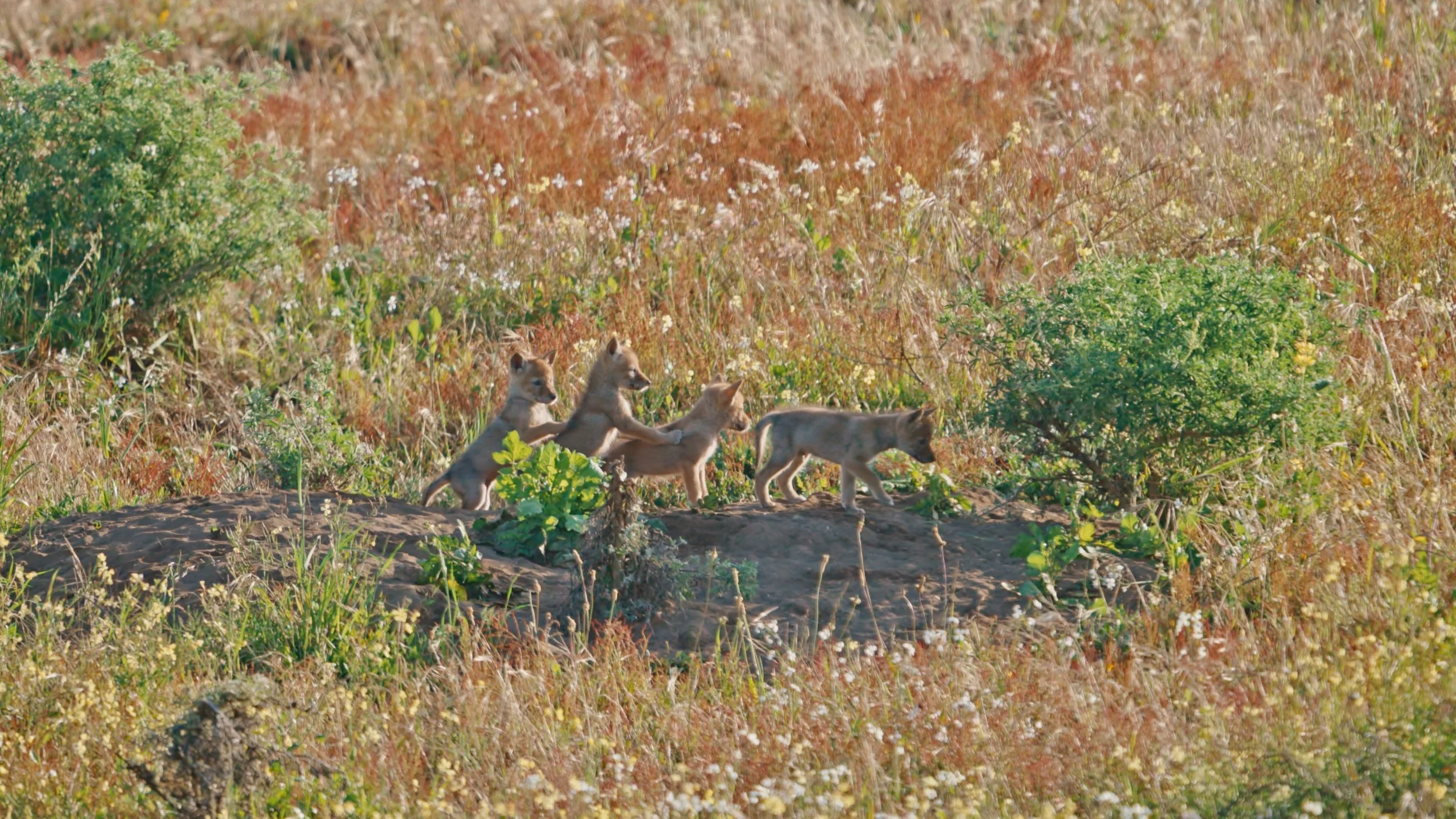Coyote Den Family Cuteness, Pt Reyes 4/28/26