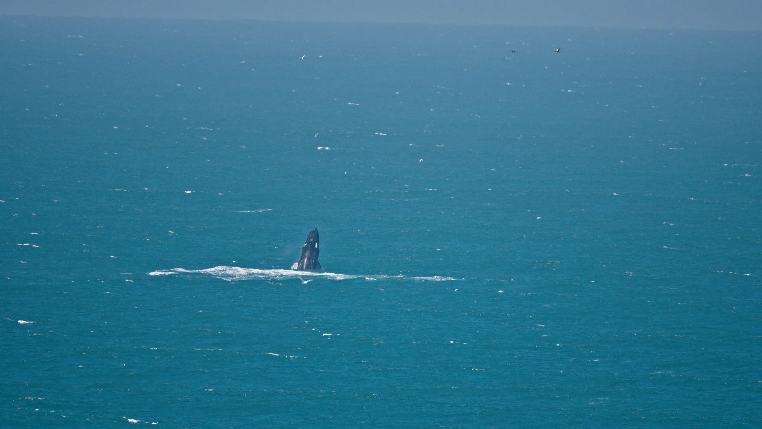 Humpback Whales double-breaching, Mussel Rock 6/28/26