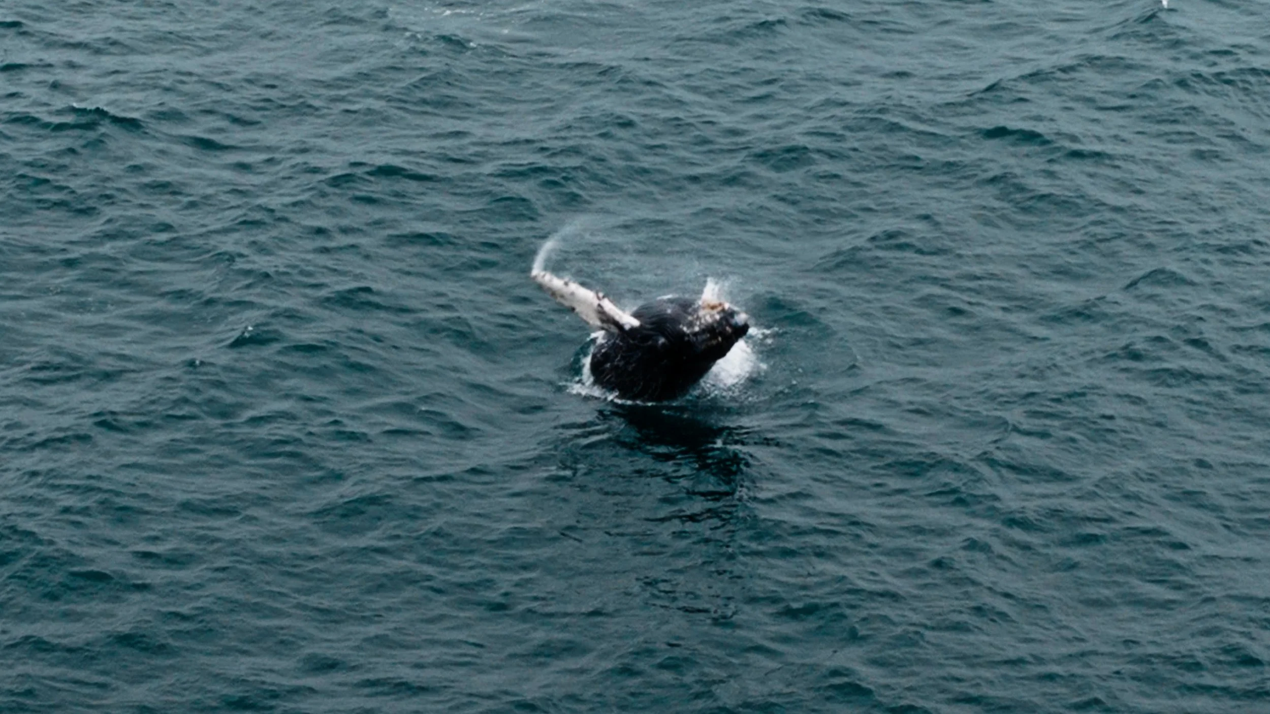 Humpback Party Whale Breaching Repeatedly, Sharp Park 7/6/26