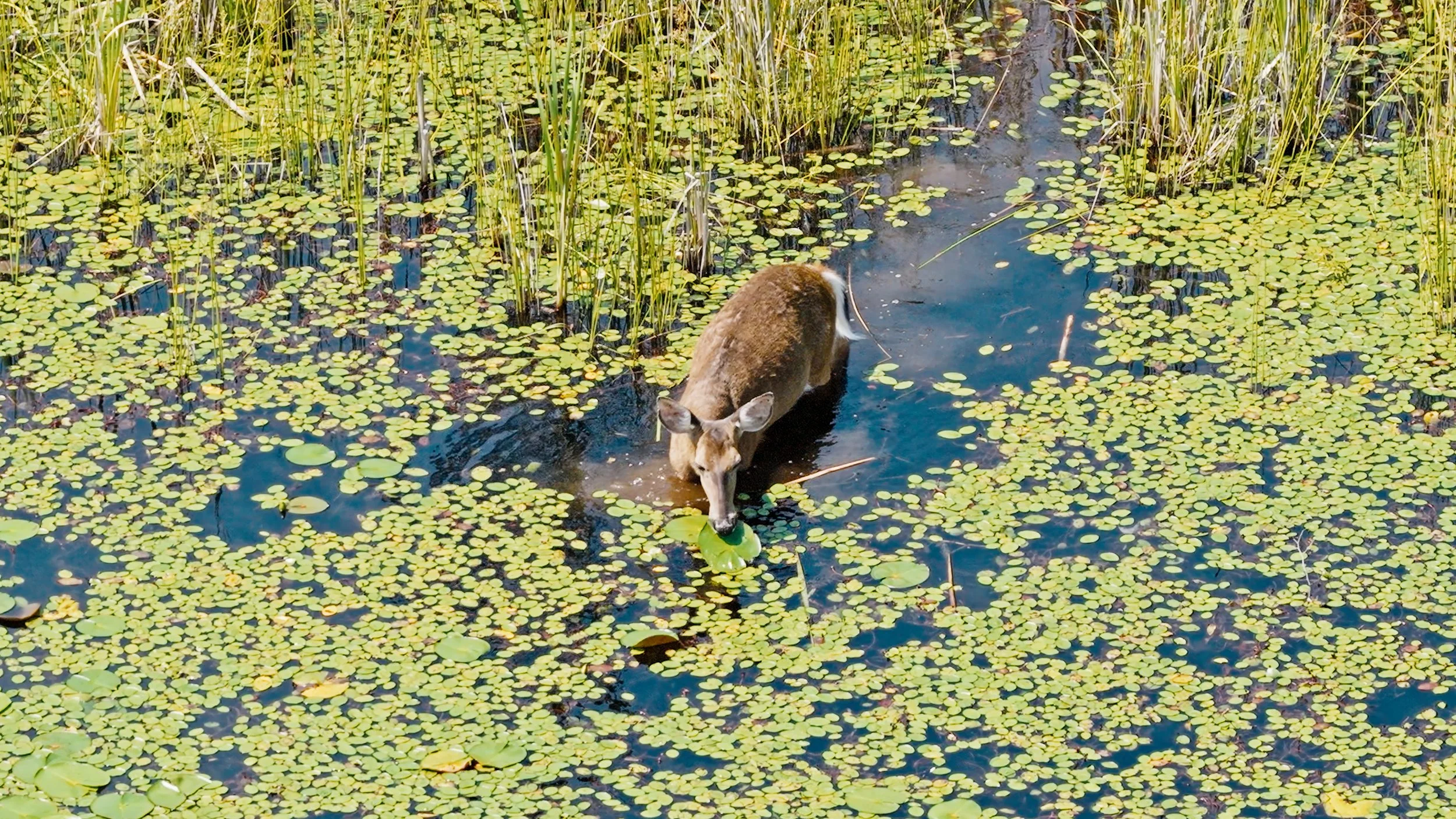 Blue Heron and Deer, NE PA 7/14/26
