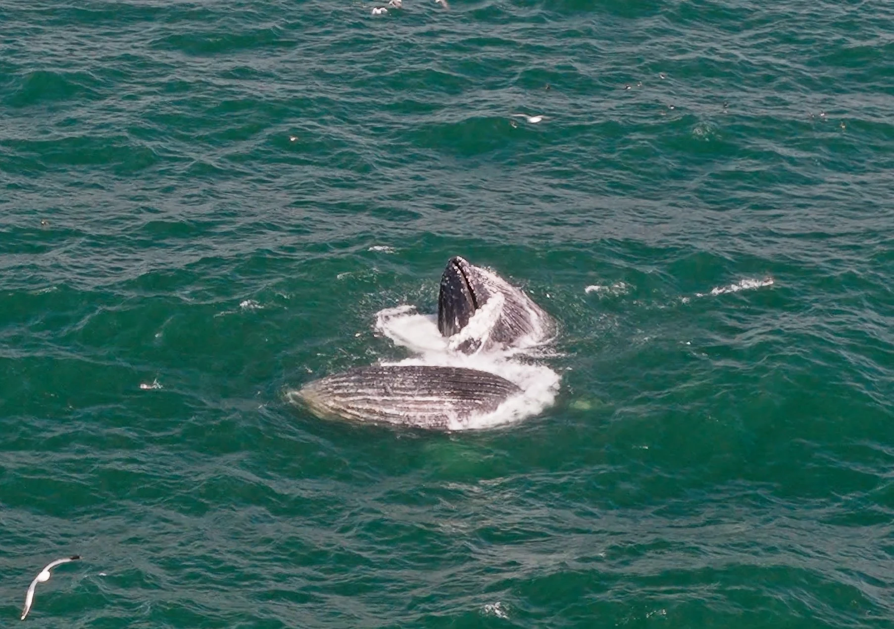 Humpback Whales, Sharp Park Beach 7/27/26