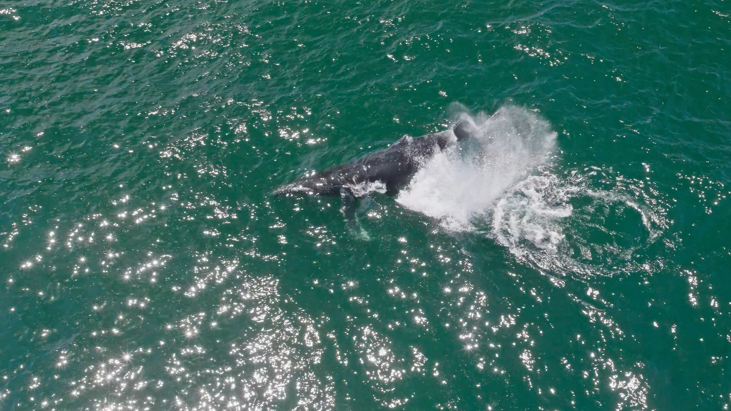 Humpback Whale Peduncle Throw, Pacifica 8/1/26
