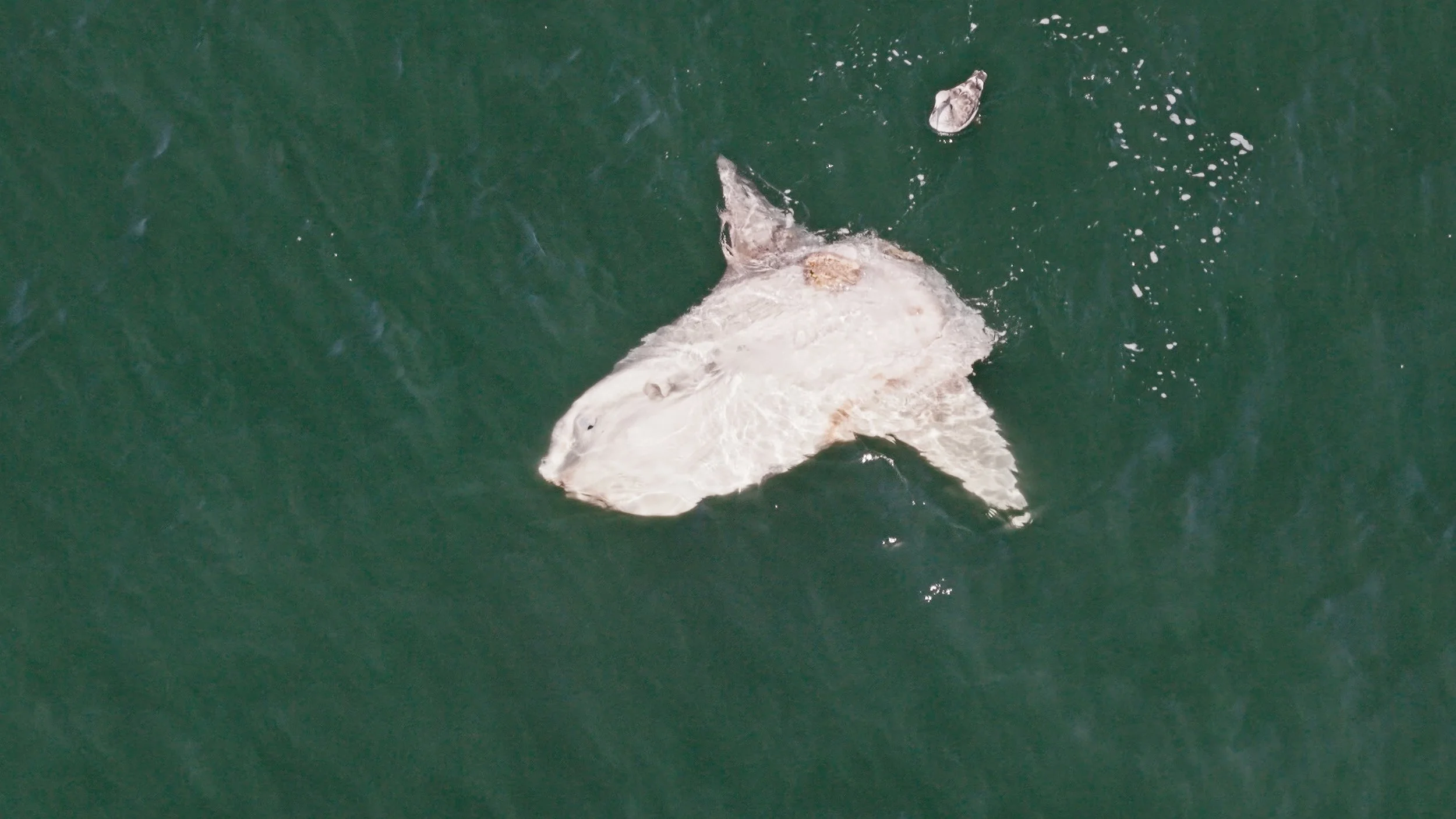 Mola Mola floating by Pacifica, 8/2/26