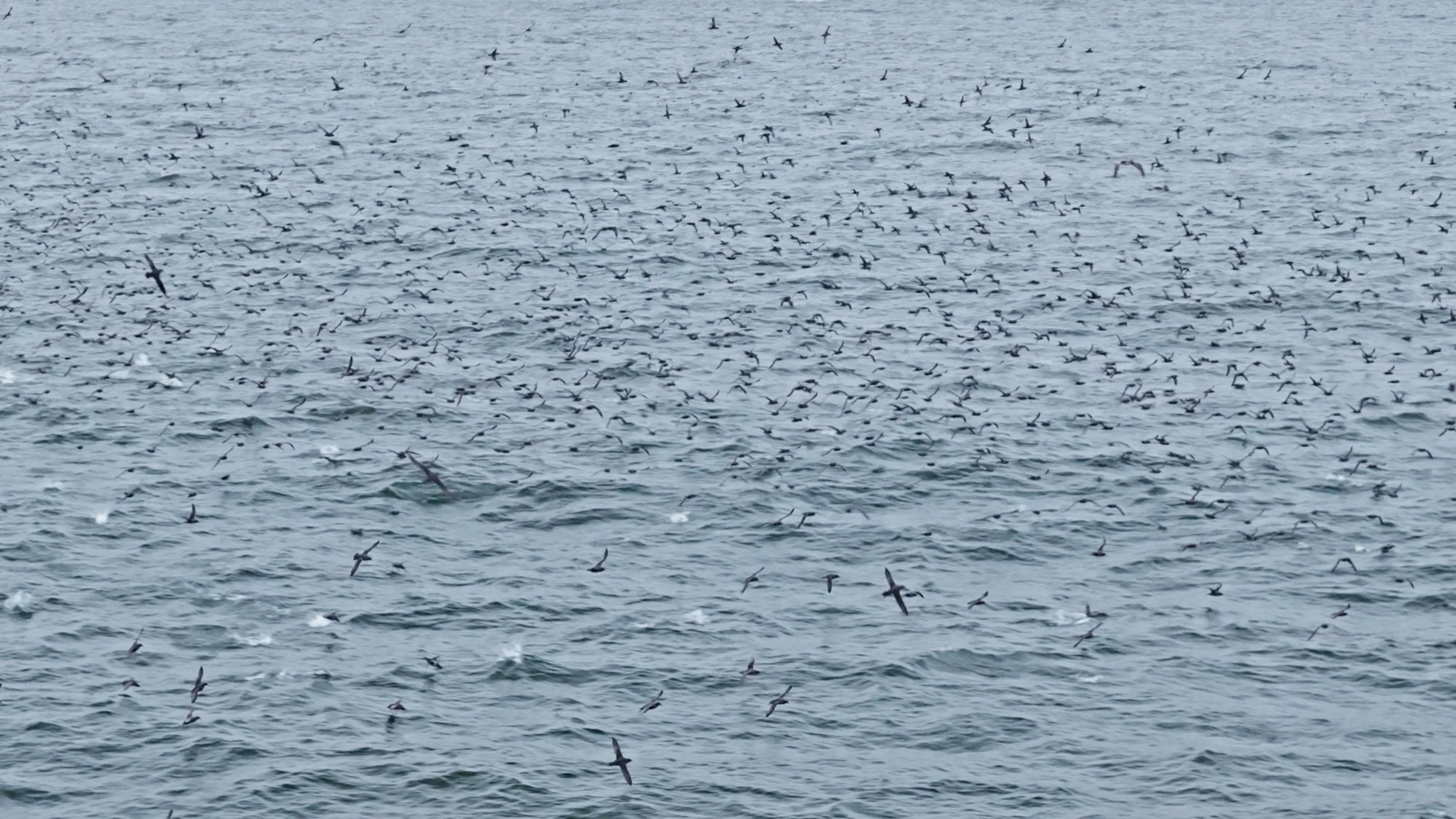 Sooty Shearwaters Organized Chaos, Pacifica 8/8/26