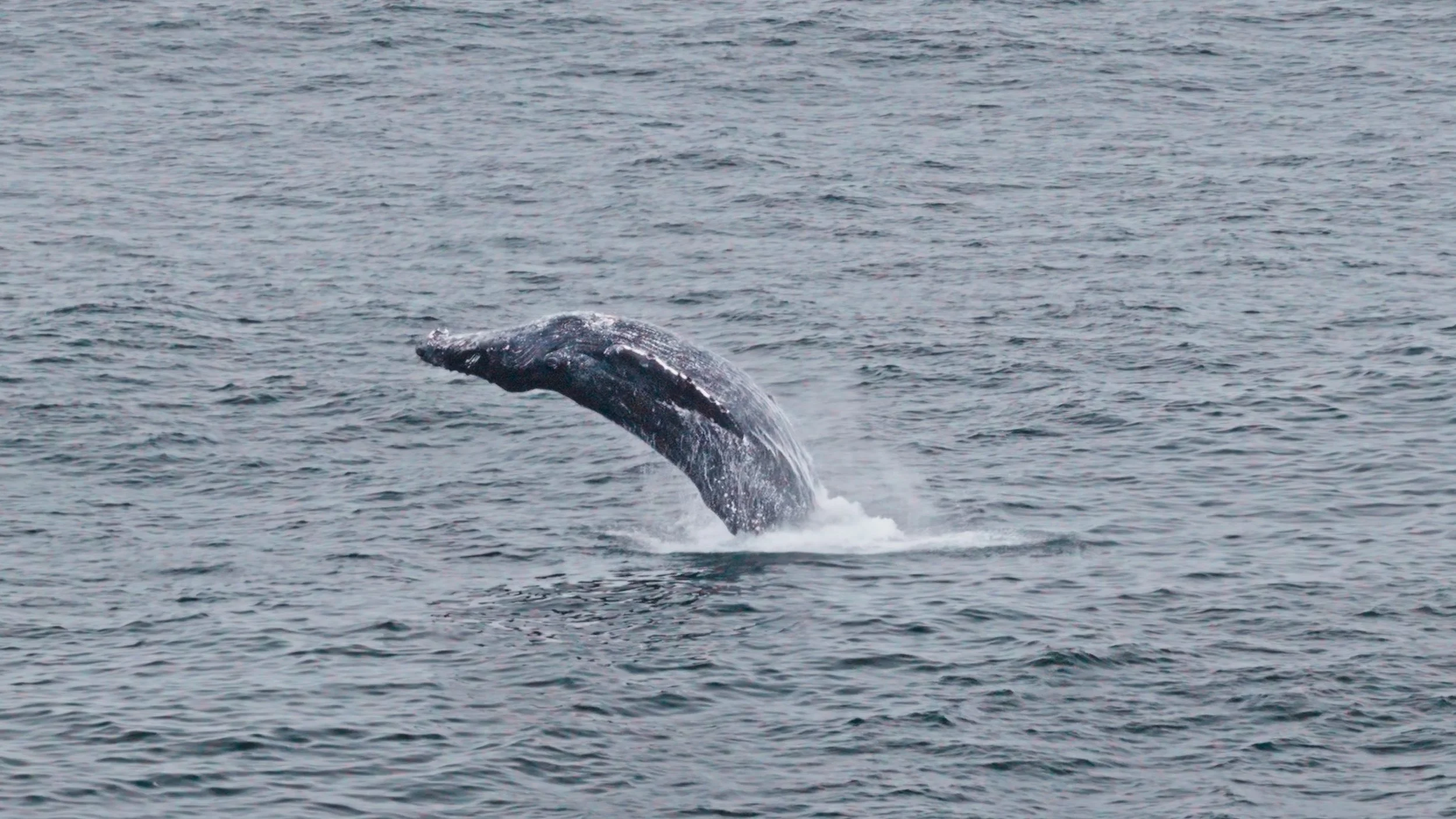 Humpback Whale breaching, Pacifica 8/9/26