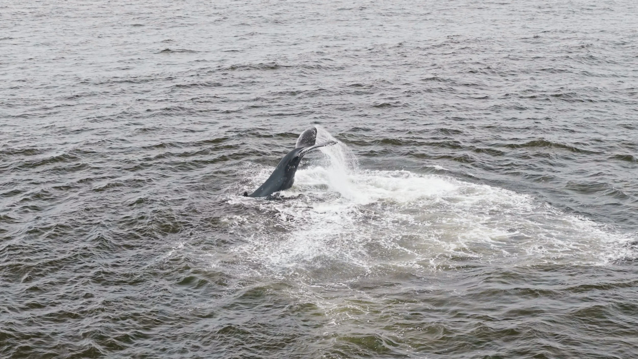 Humpback Whale Tail Slapping Show, Pacifica 8/19/26