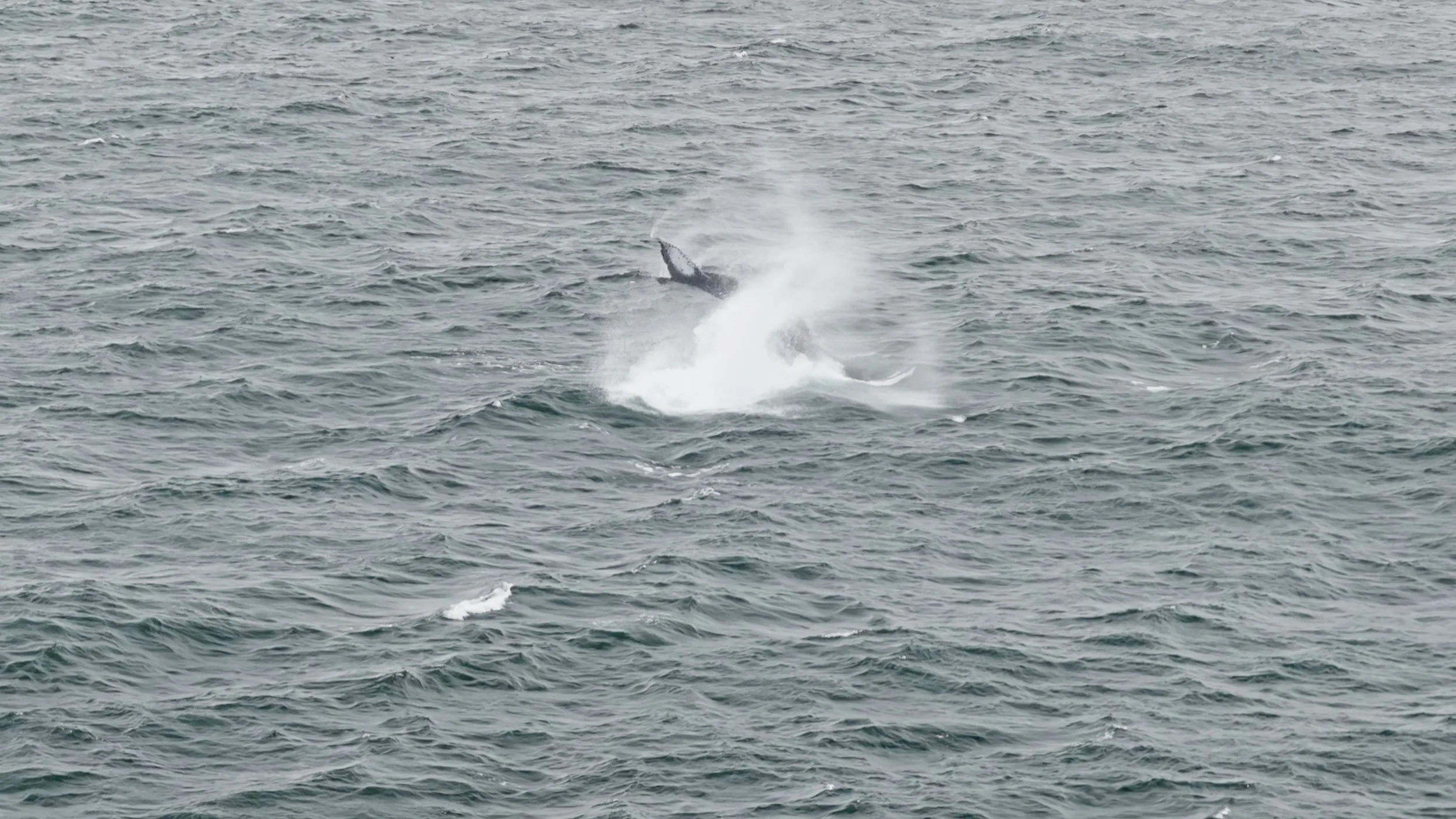 Humpback Whale Shaking it, Pacifica 8/12/26