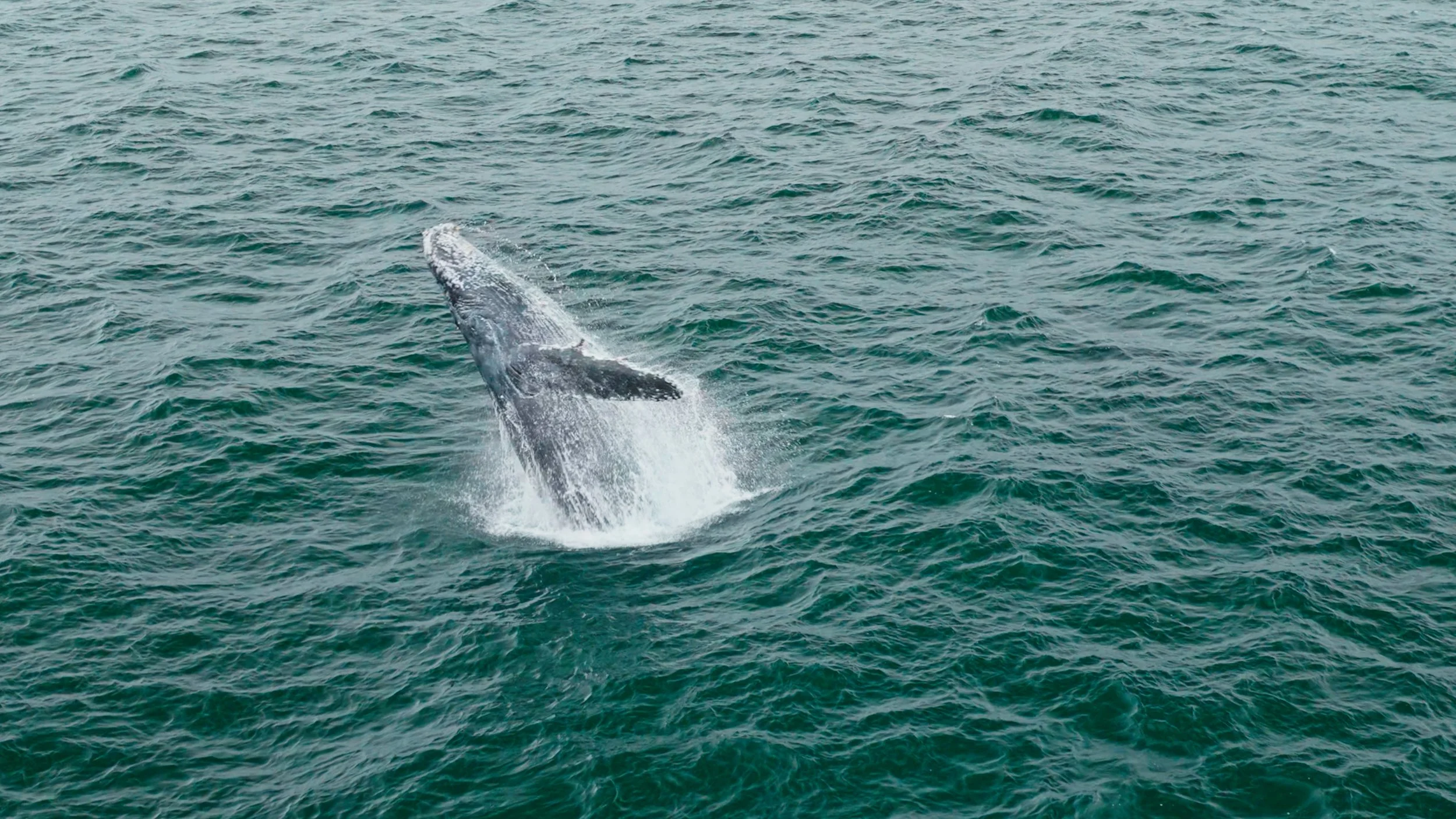 Humpback Whale Epic Breaching Session, Pacifica 8/20/26