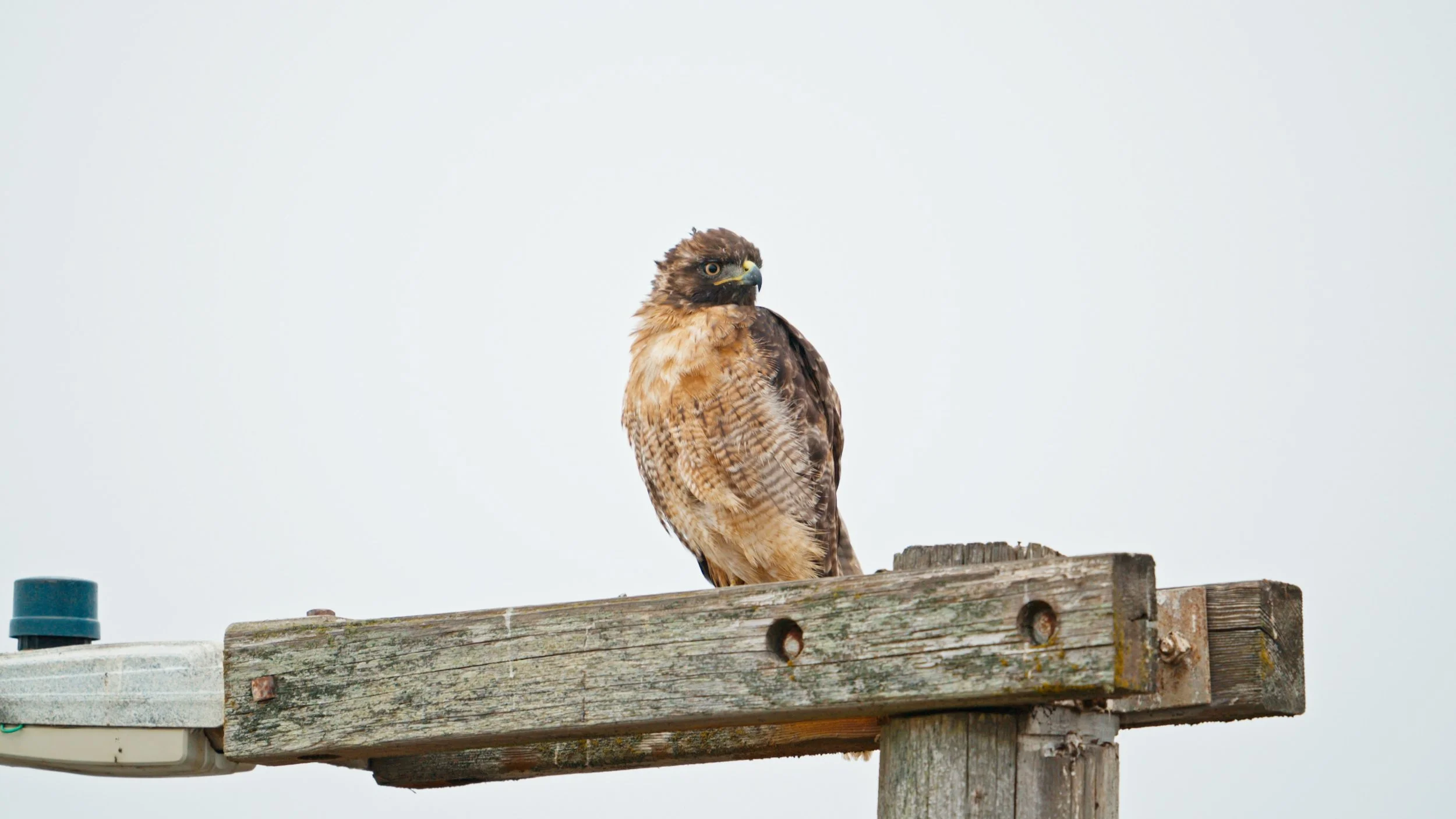 Red-tailed Hawk Has a Lot to Say, Pacifica 8/24/26