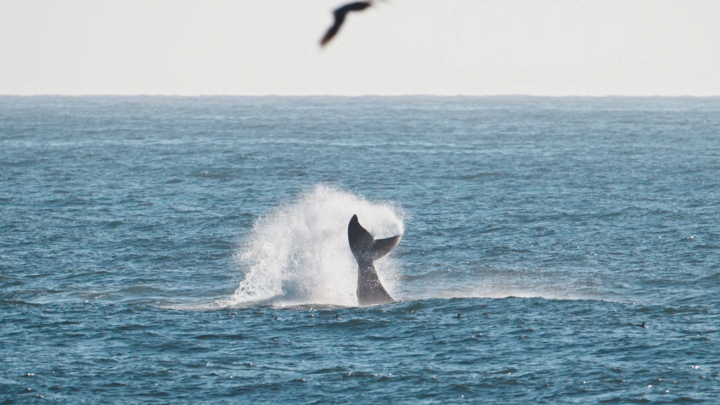 Humpback Whale Tail Slap pick-me-up, Pacifica 8/26/26