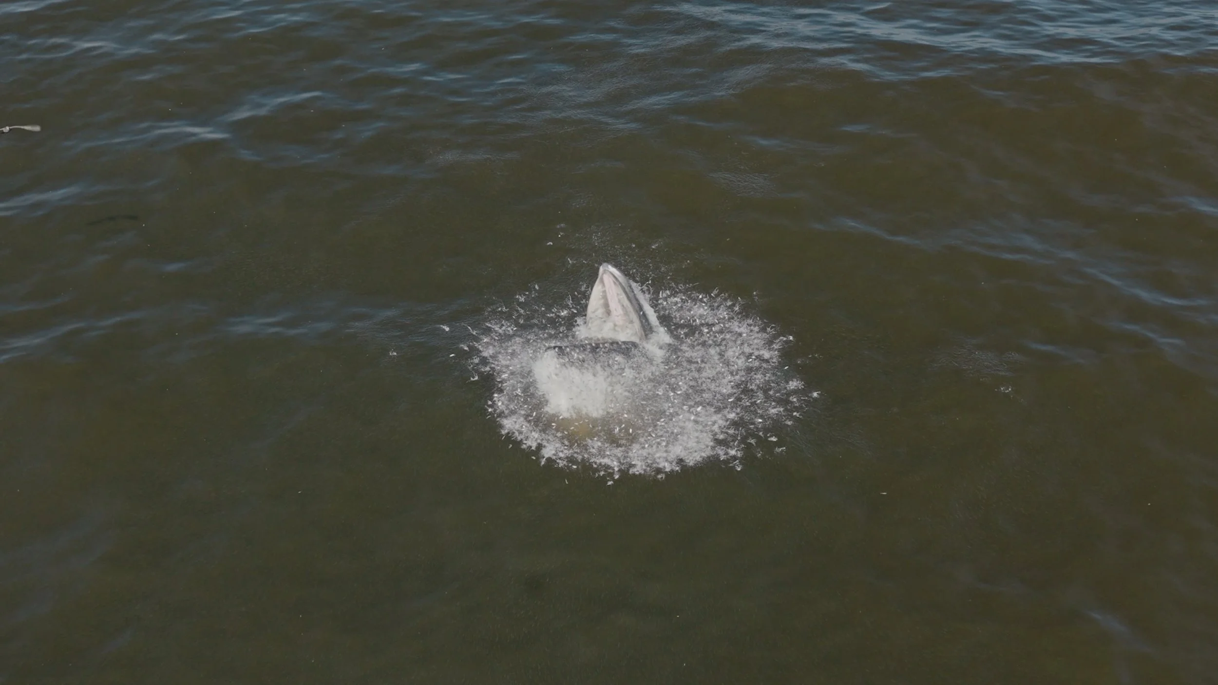 Humpback Whale Lunging by Pacifica Pier, 9/5/26