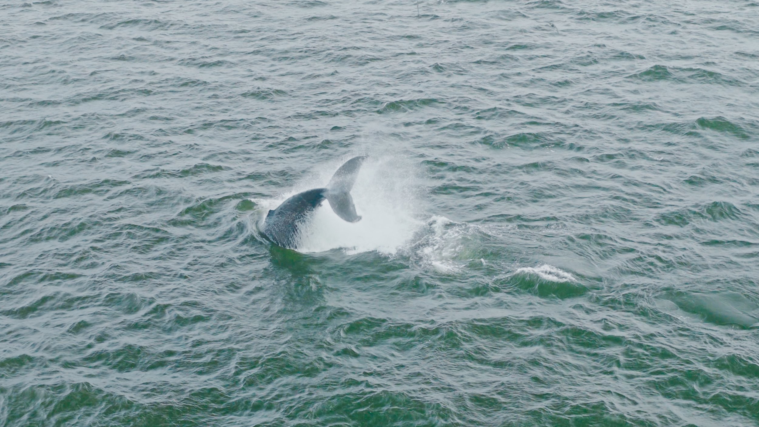 Humpback Whale Calf Shows What He Can Do With His Tail, Pacifica 9/3/26