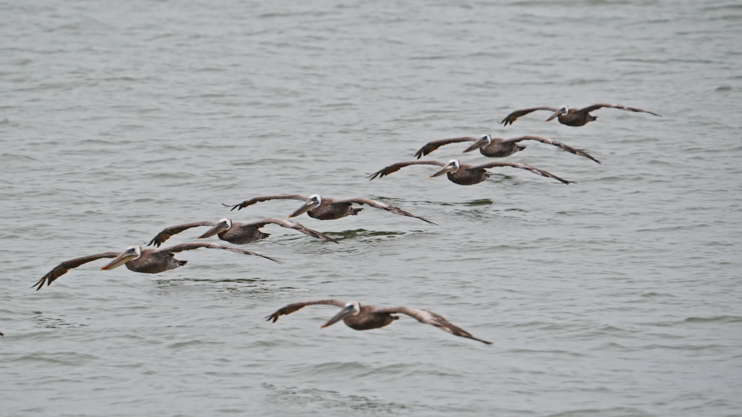Pelicans Put on Show Before the Fireworks, San Francisco 7/4/26