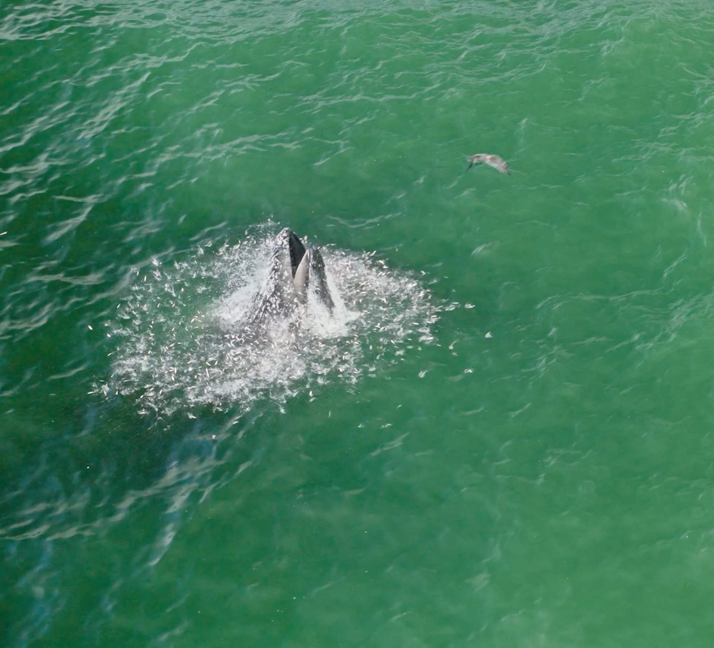 Humpback Whales Lunging and Mother/Calf Pair, Pacifica 9/14/26