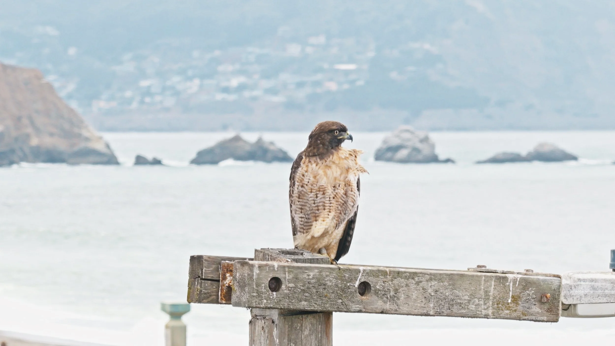 Red-tailed Hawk Surveying the Pier Area, 9/18/26