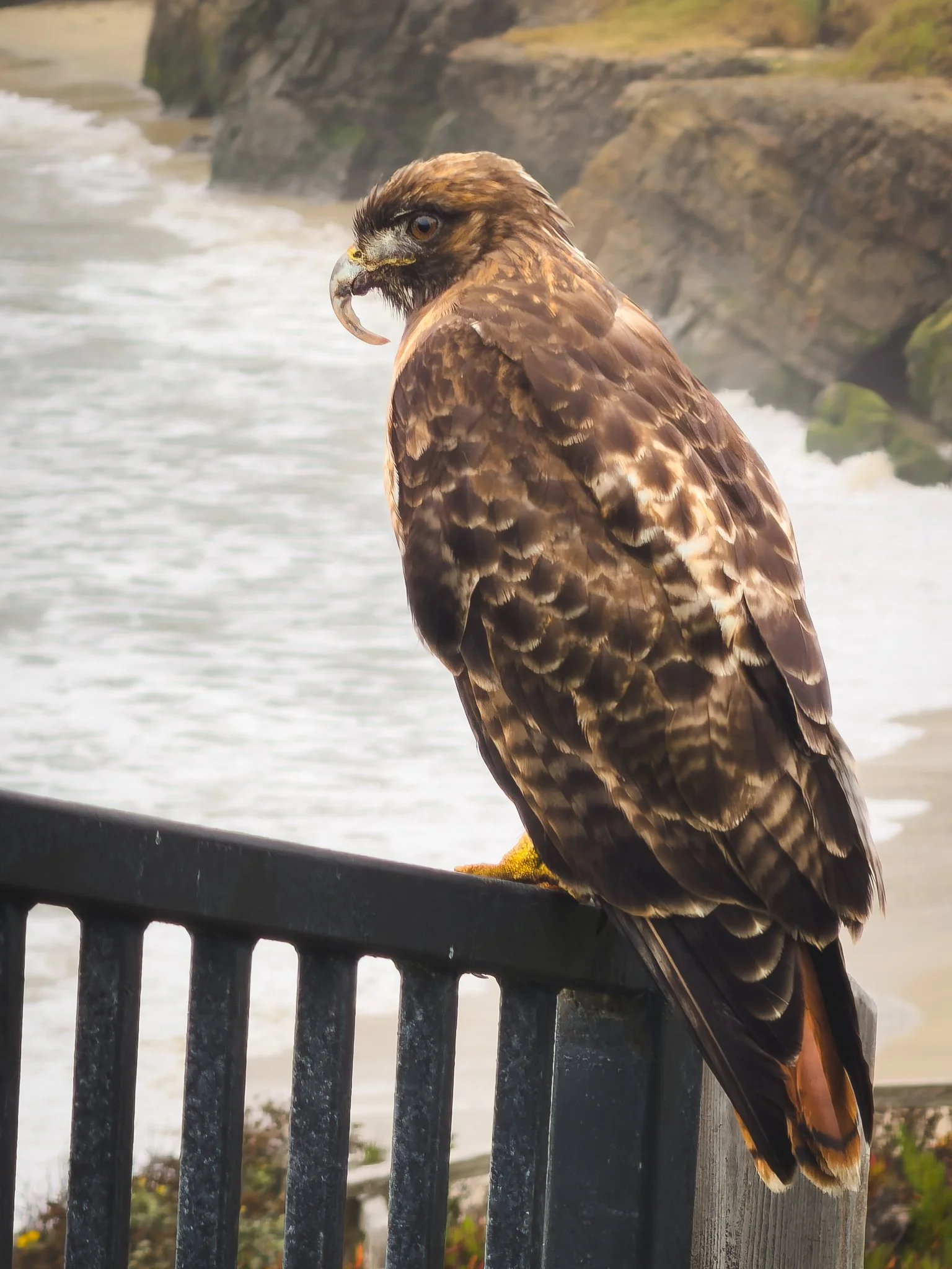 That’s Quite a Beak, Red-tailed Hawk, Half Moon Bay 9/22/26