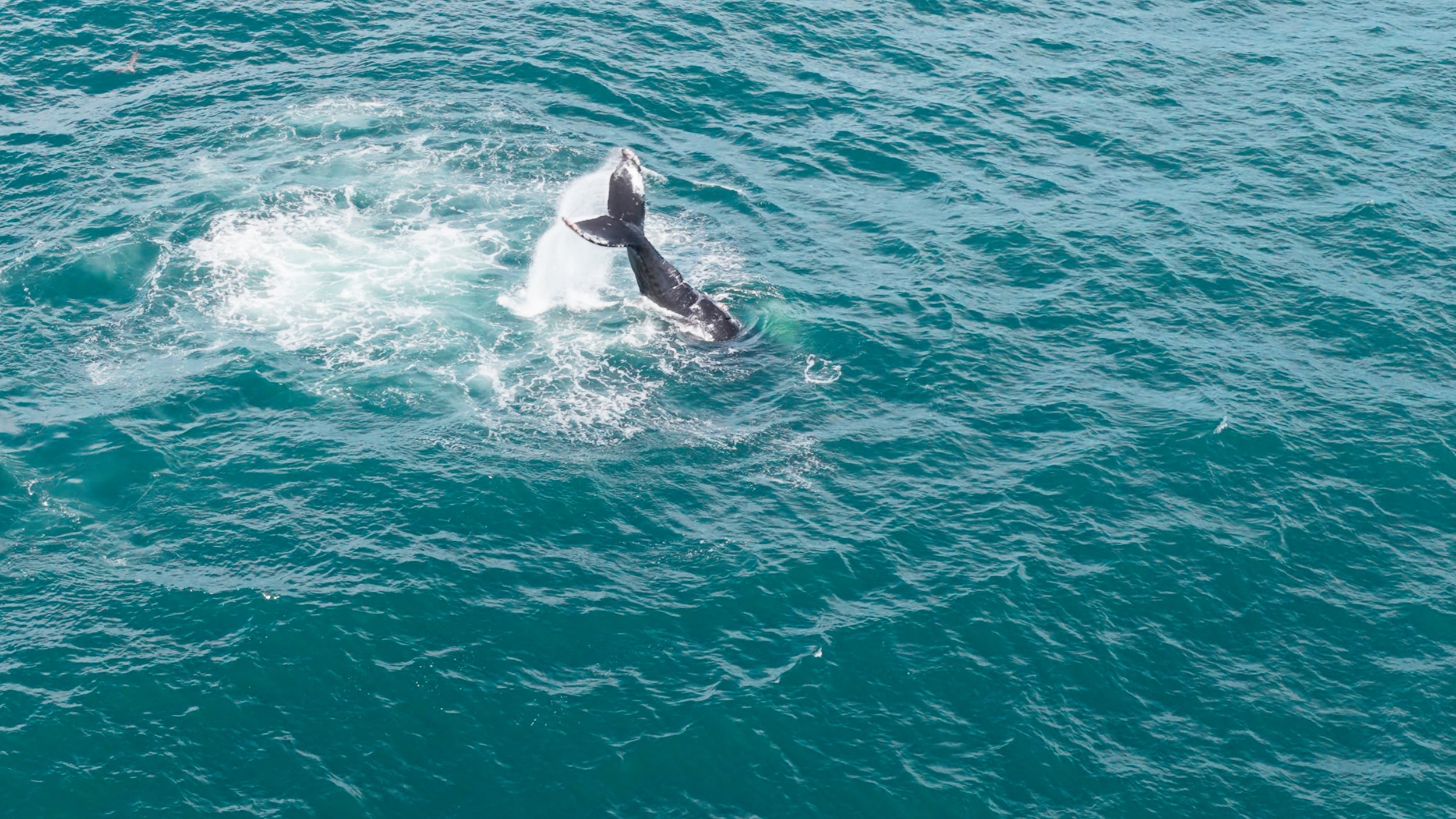 Humpback Whale Tail Slap and Rainbow Spout, Pacifica 9/25/26