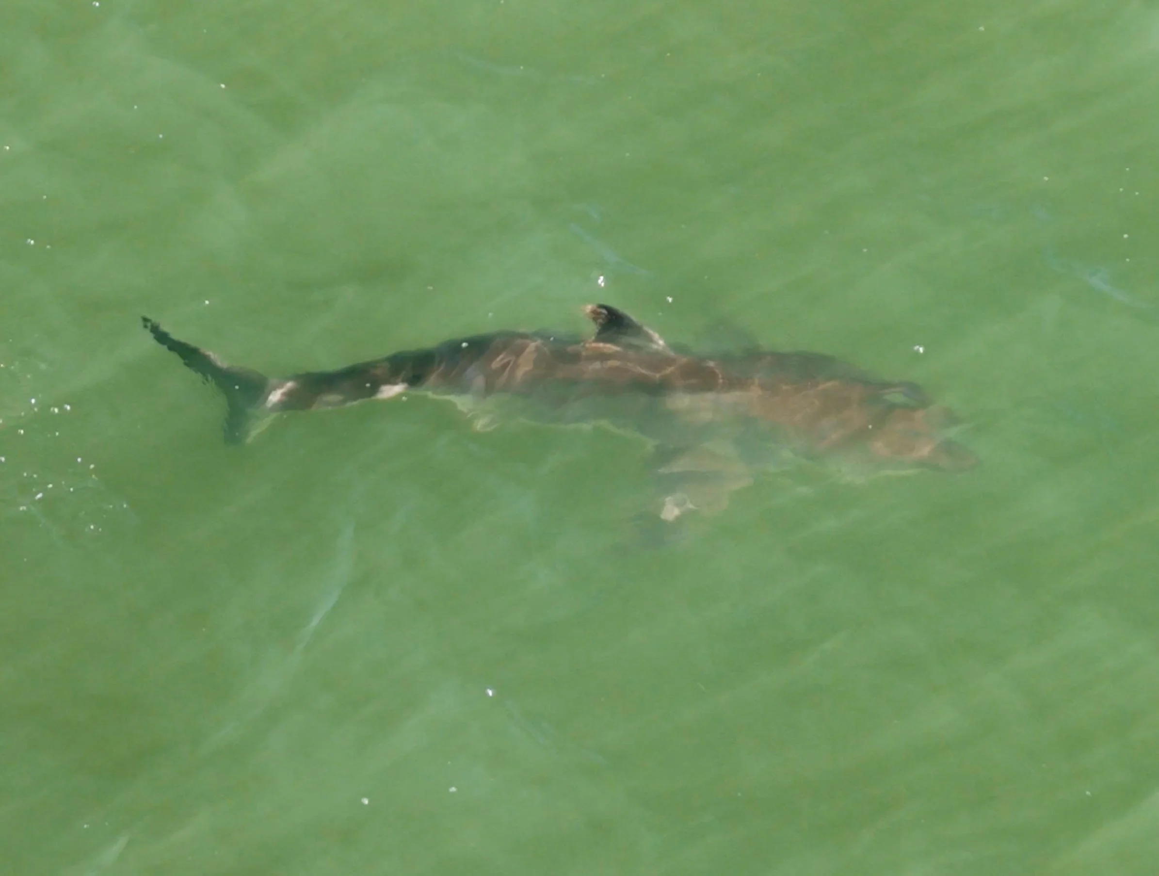 Shark at Sharp Park Beach, Pacifica 10/13/26