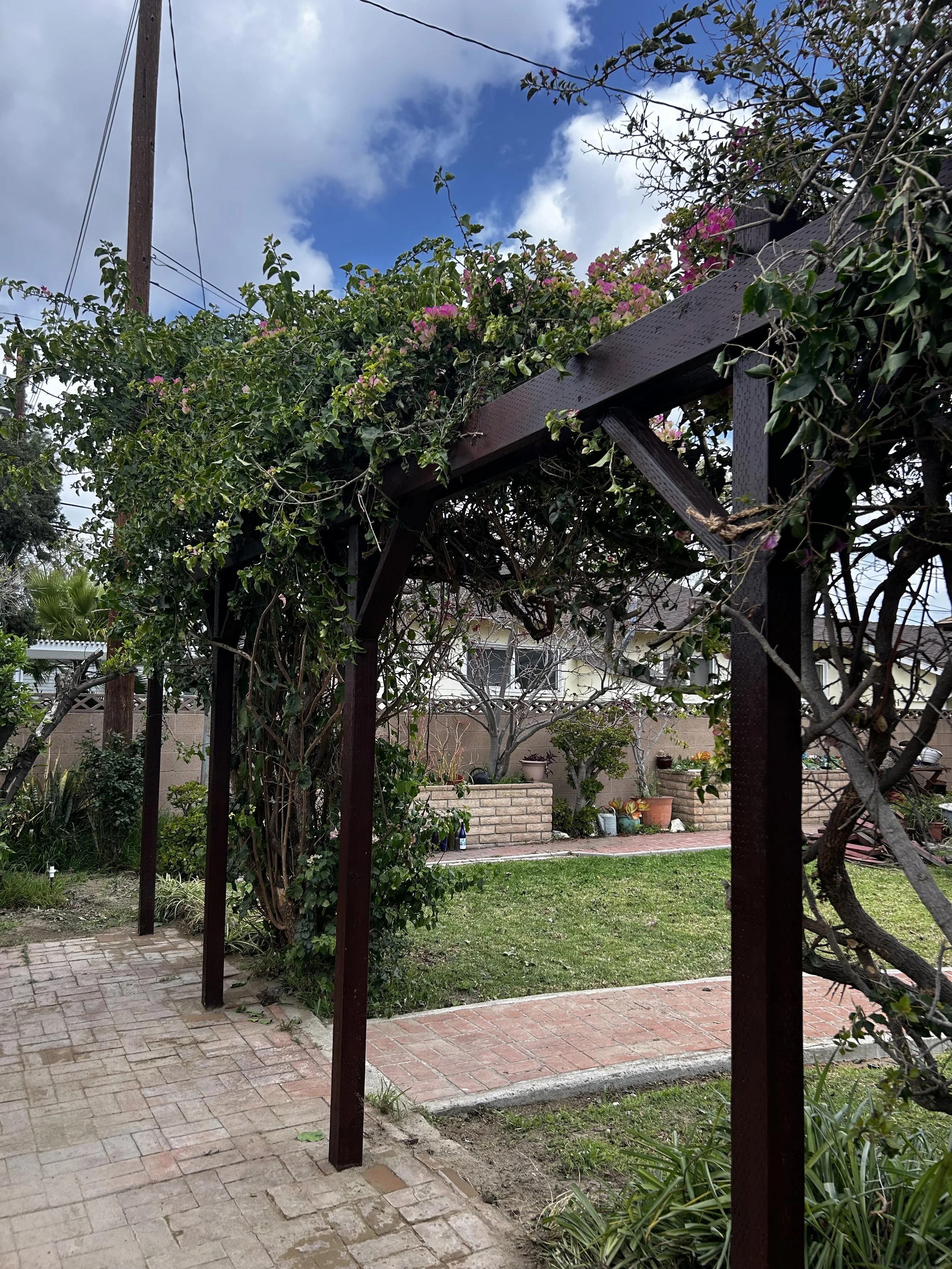 Wood was stained to client’s desire. Bougainvillea was lashed to new pergola before removing old pergola. 