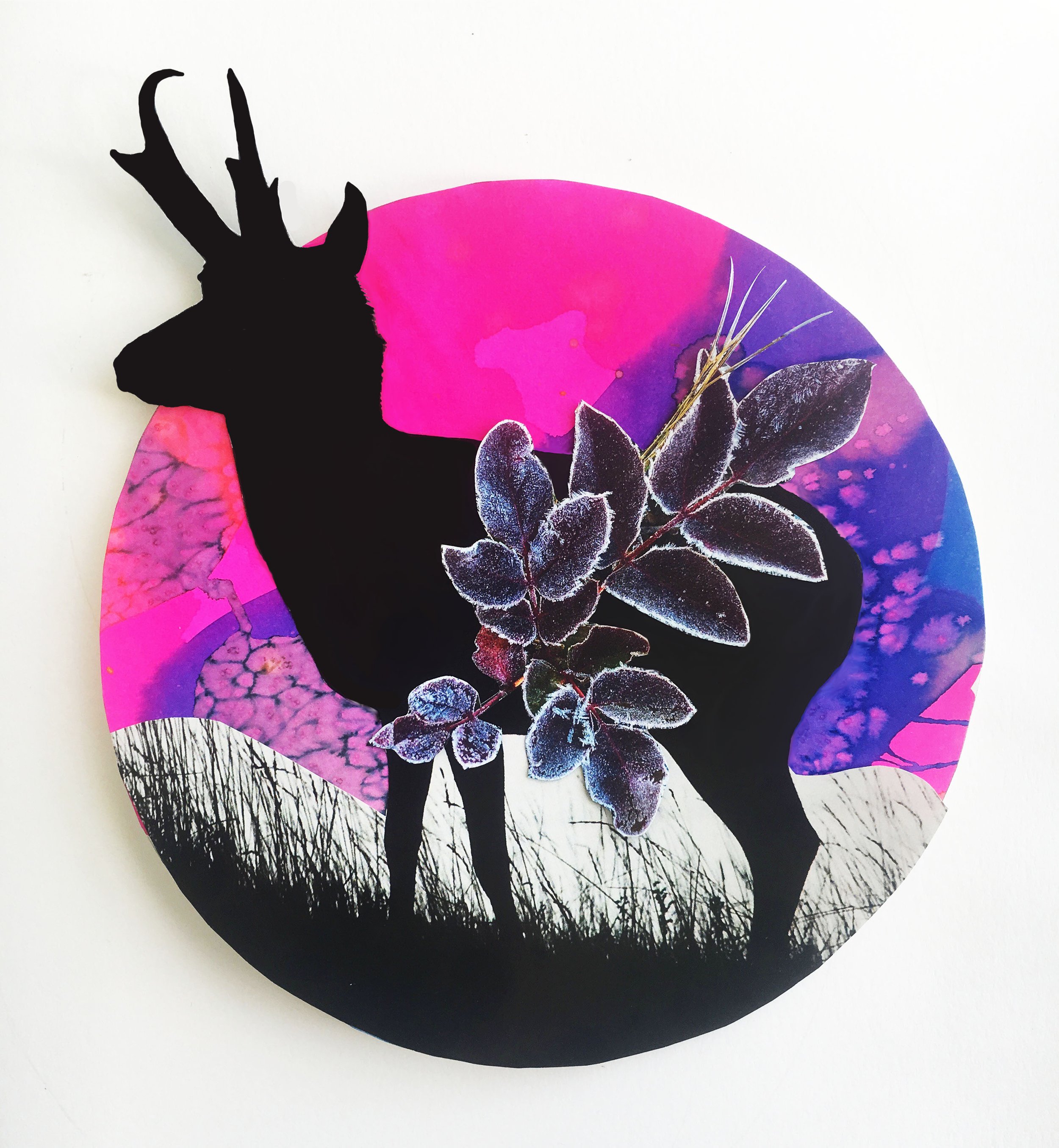pronghorn.jpg