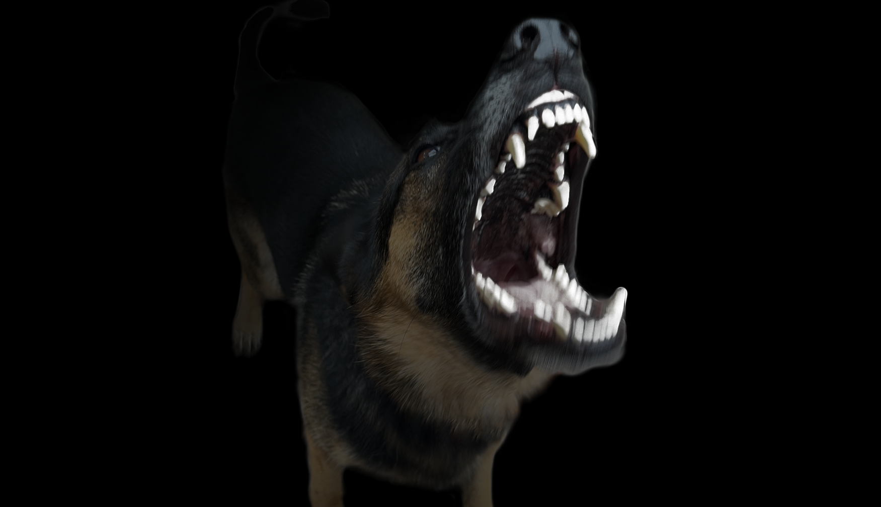 Dog Bites in Australia