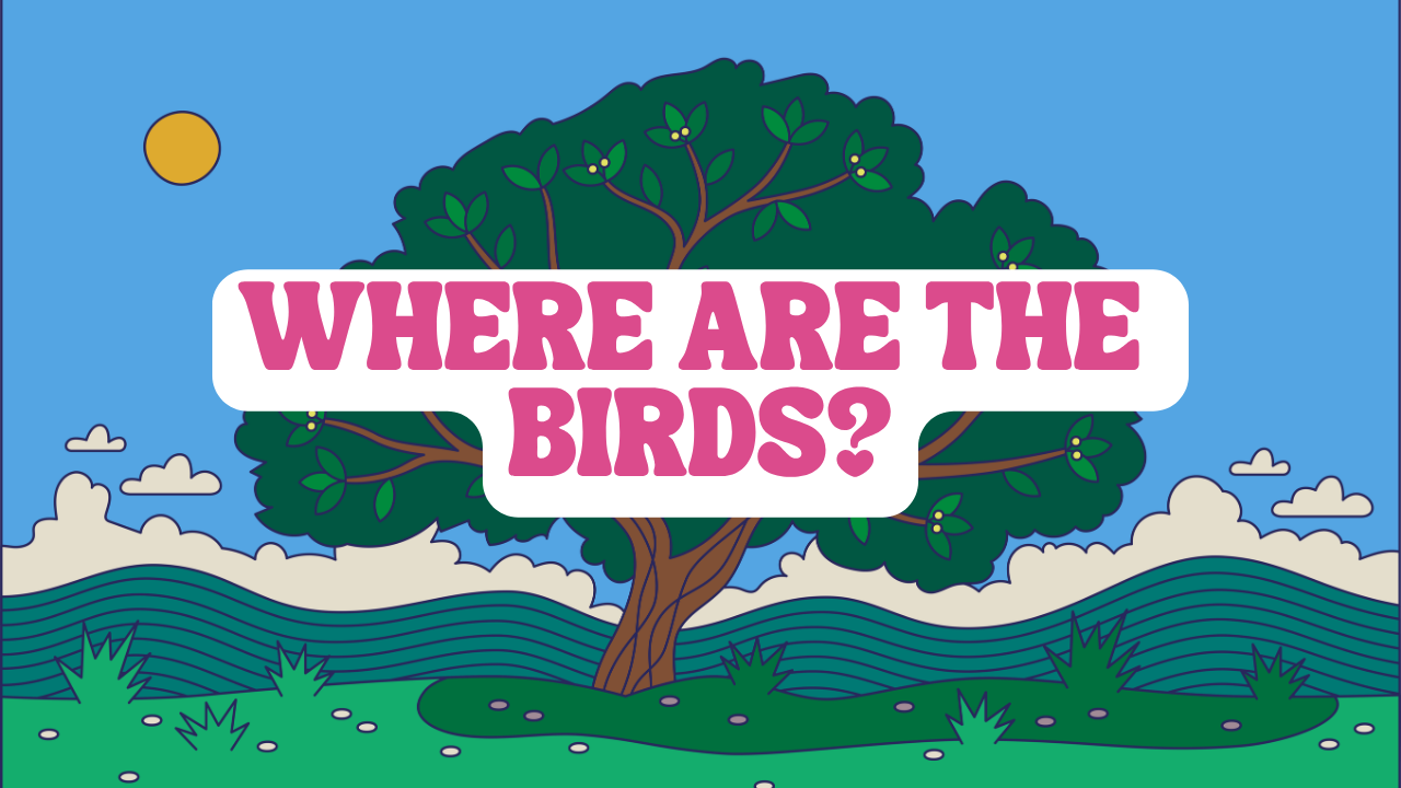 Students learn about New Zealand native birds by matching names, finding birds, and exploring exciting facts, including the albatross.