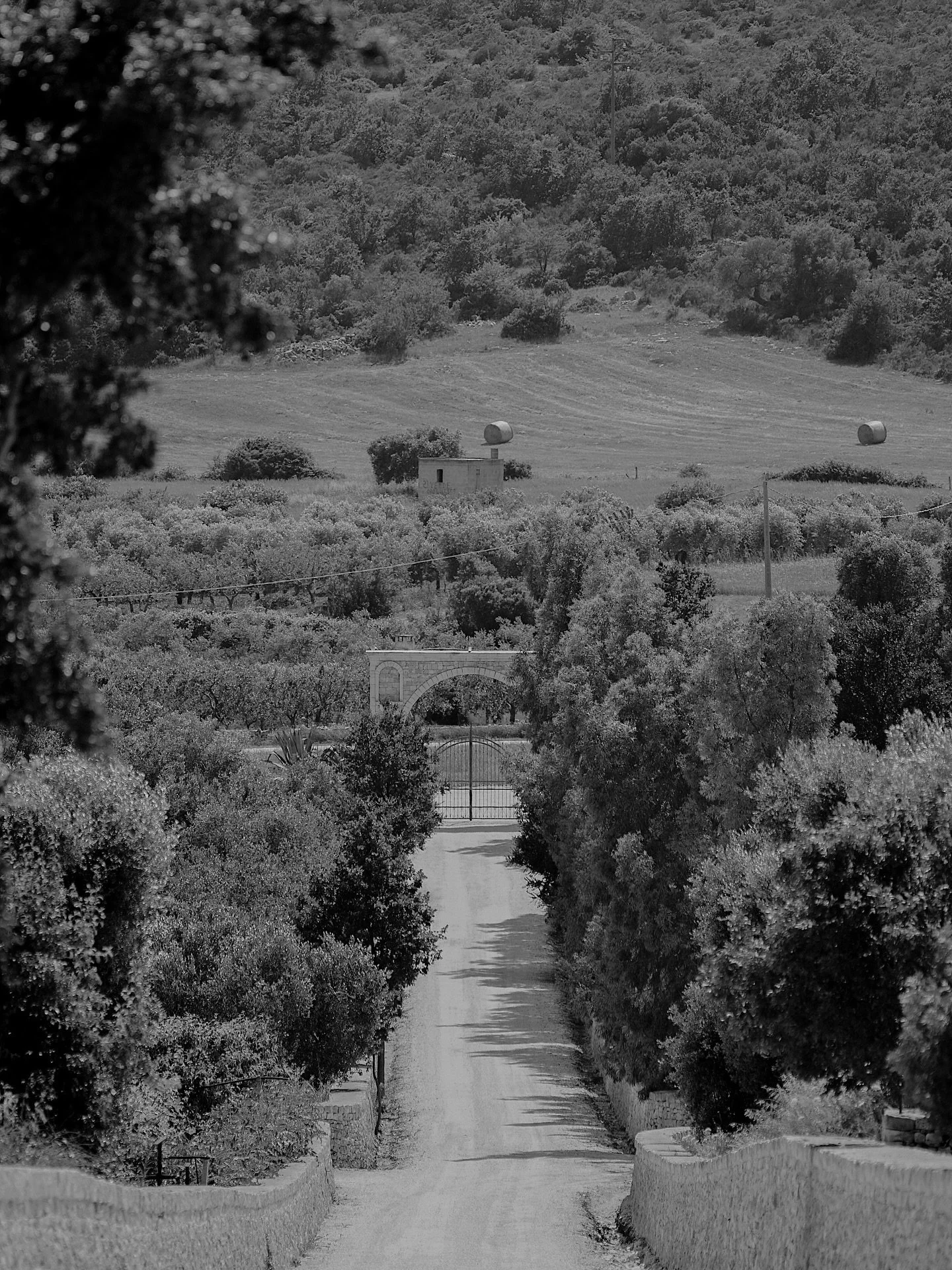 From our time in Italy. Entering @masseriagrieco grounds.