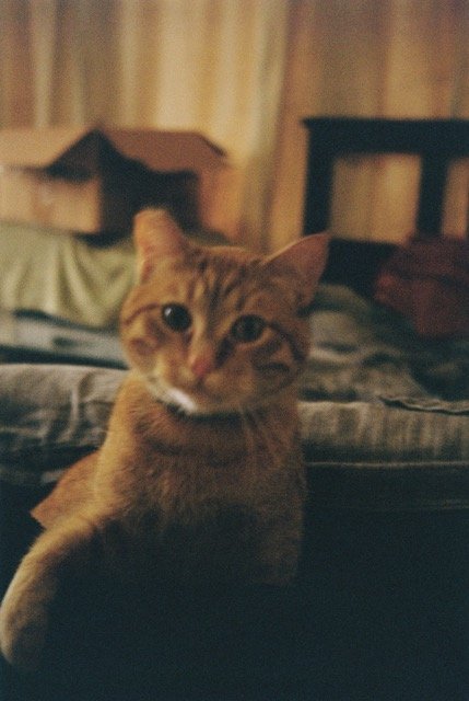 Swatty. 200iso in Kodak Automatic 35 Zone Camera