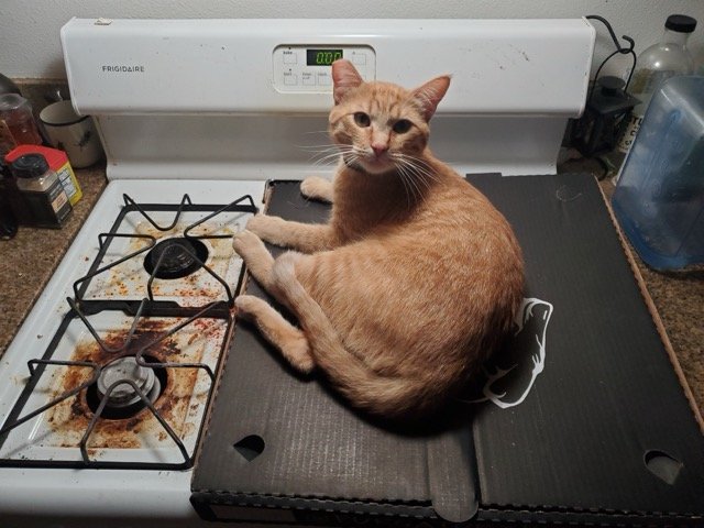 Secret Inspo for a black cat design