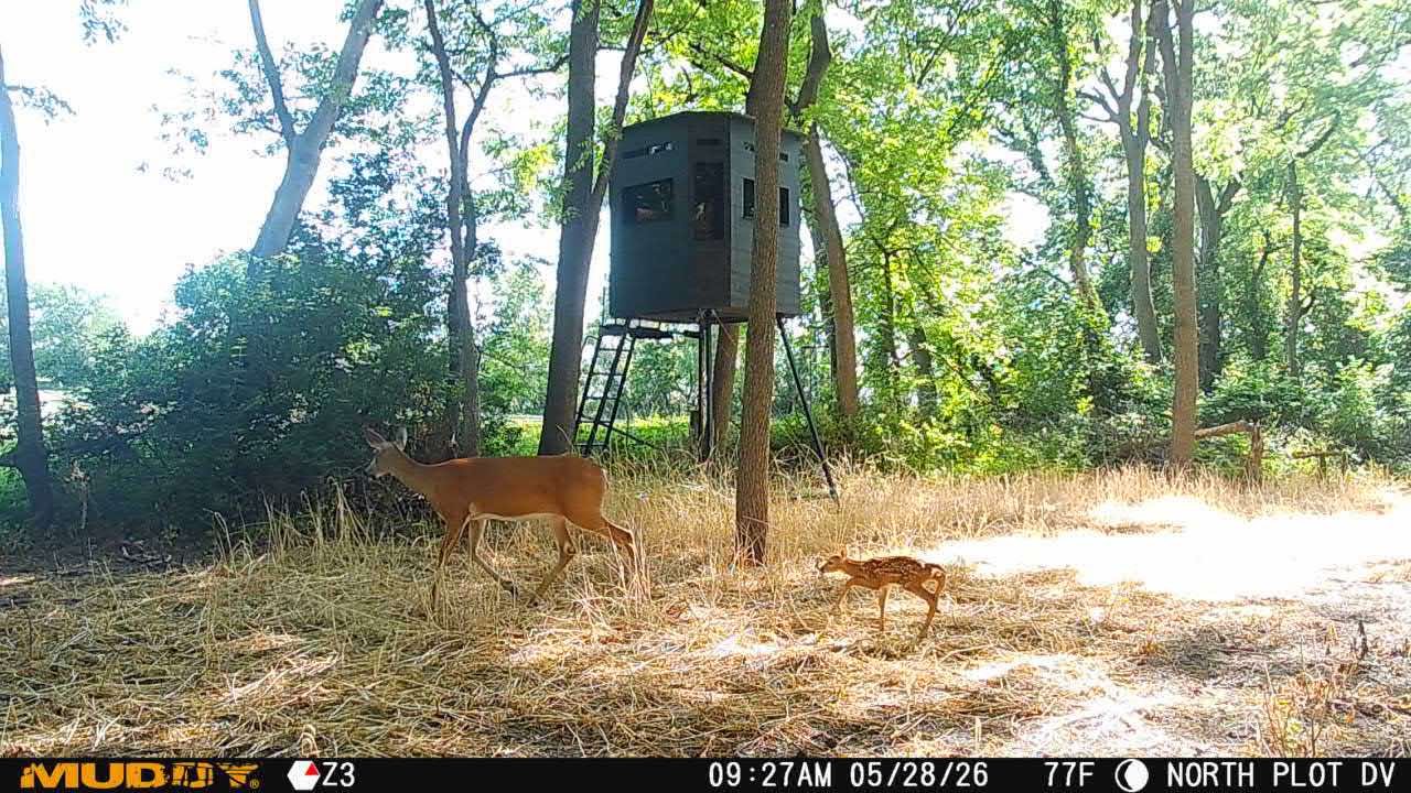 Spring Trail-Cam Action! 