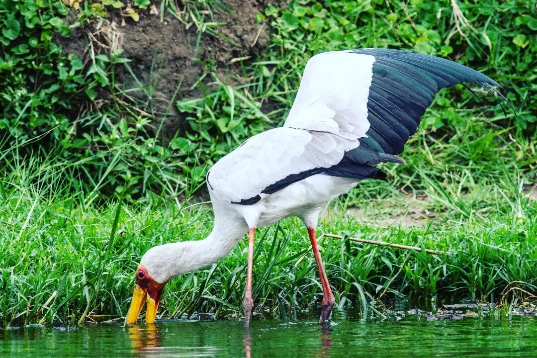Bird watching in Uganda is a truly remarkable and enriching experience for nature enthusiasts and bird lovers alike, renowned for its diverse and abundant birdlife, making it a premier destination for ornithological adventures. 
Uganda boasts an impr