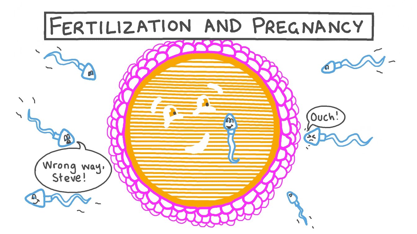 Cartoon illustration of fertilization with sperm and egg, featuring humorous captions.