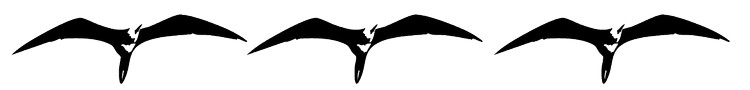 birds