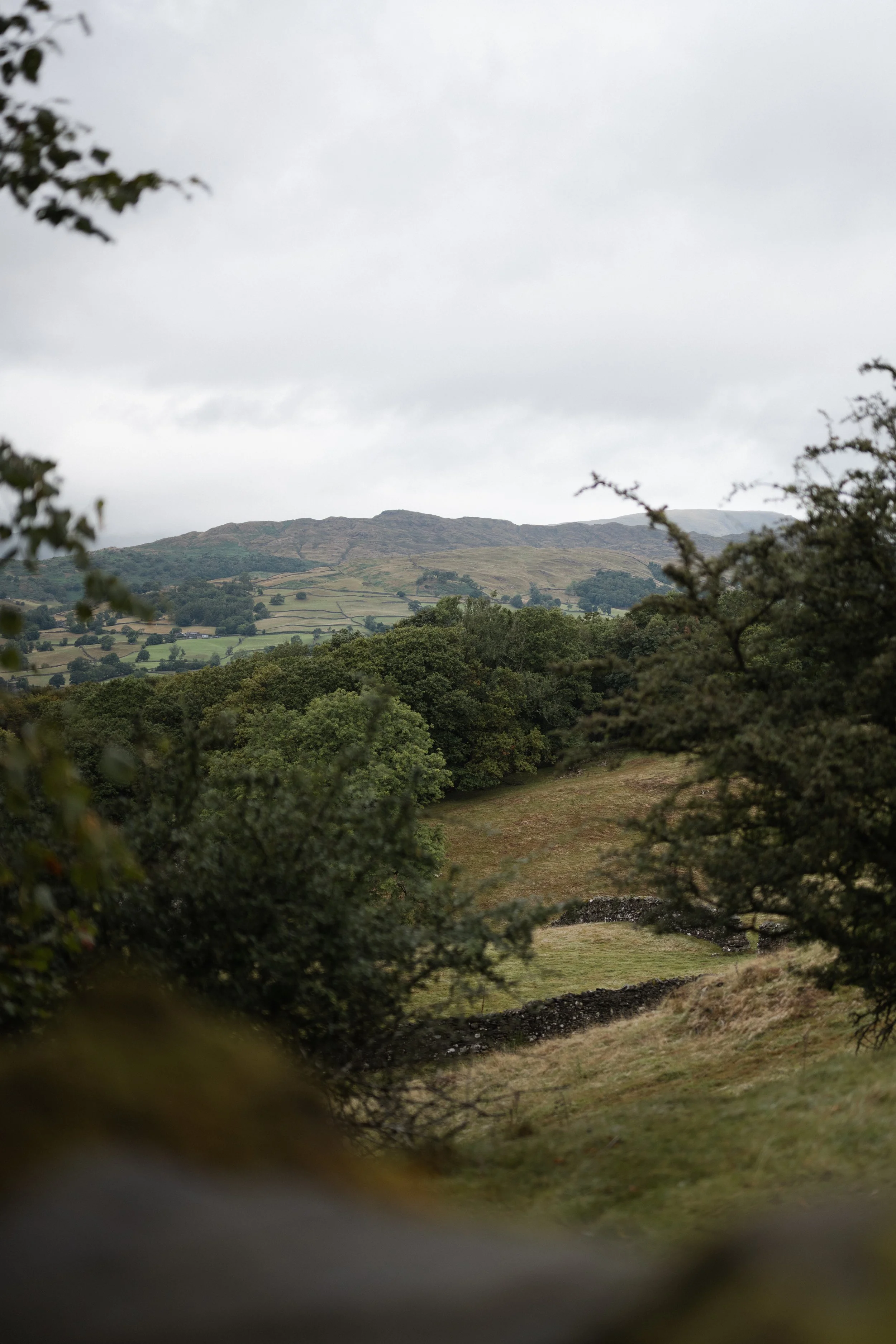 Lake District landscape viewed through dark tree branches and foliage.
