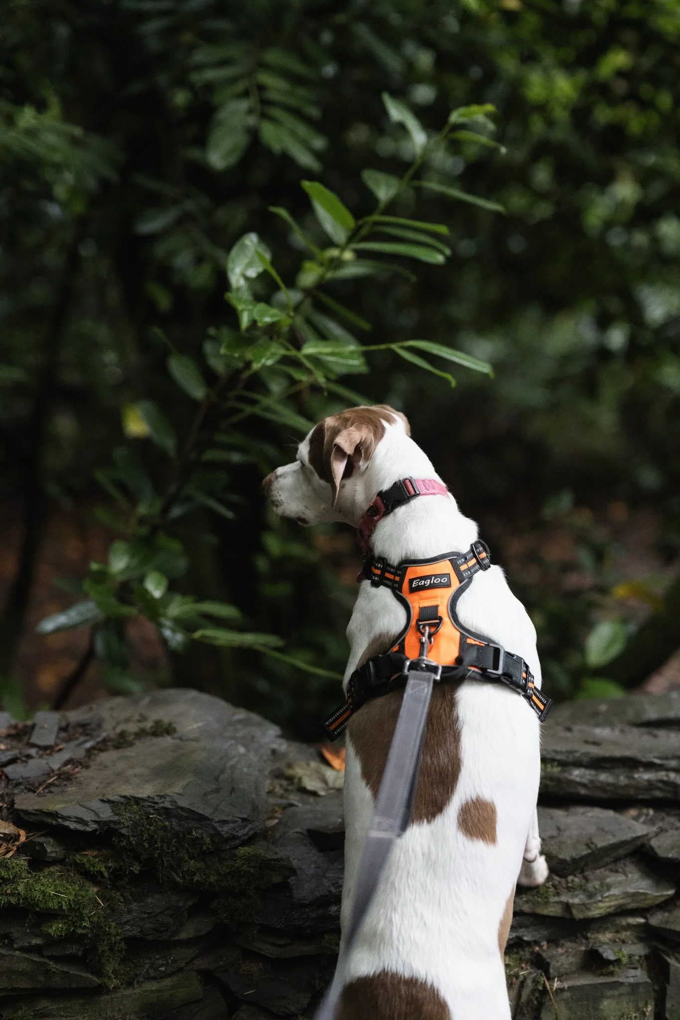 Isla standing beside a moss-covered stone wall on a dark woodland trail.